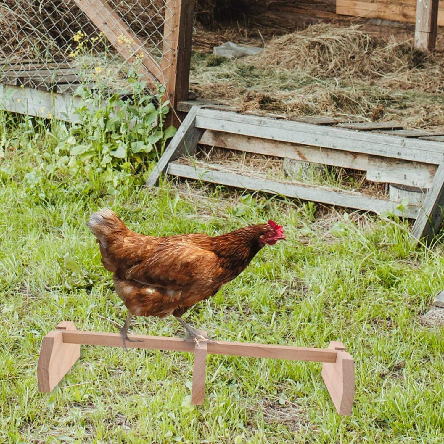 Hen Swing Stand - Strong Wooden Chicken Perch and Parrot Training Rack, Bird Accessories and Toys with Solid Wood Stick image number 4