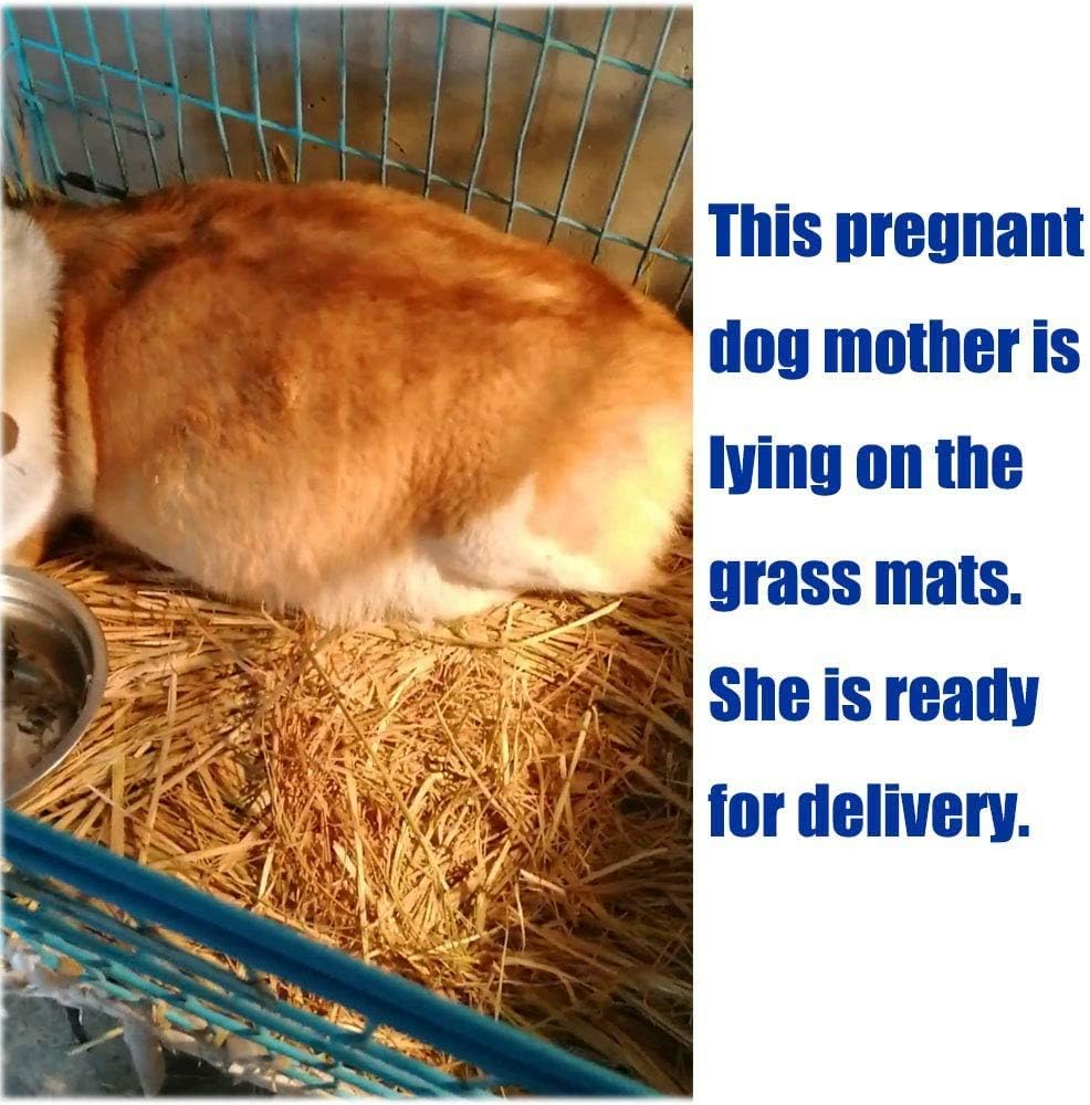 PINVNBY Natural Grass Woven Mat Small Animal Bedding Nest Guinea Pig Chew Toy for Parrot Rabbit Bunny Hamster Rat 6 PCS