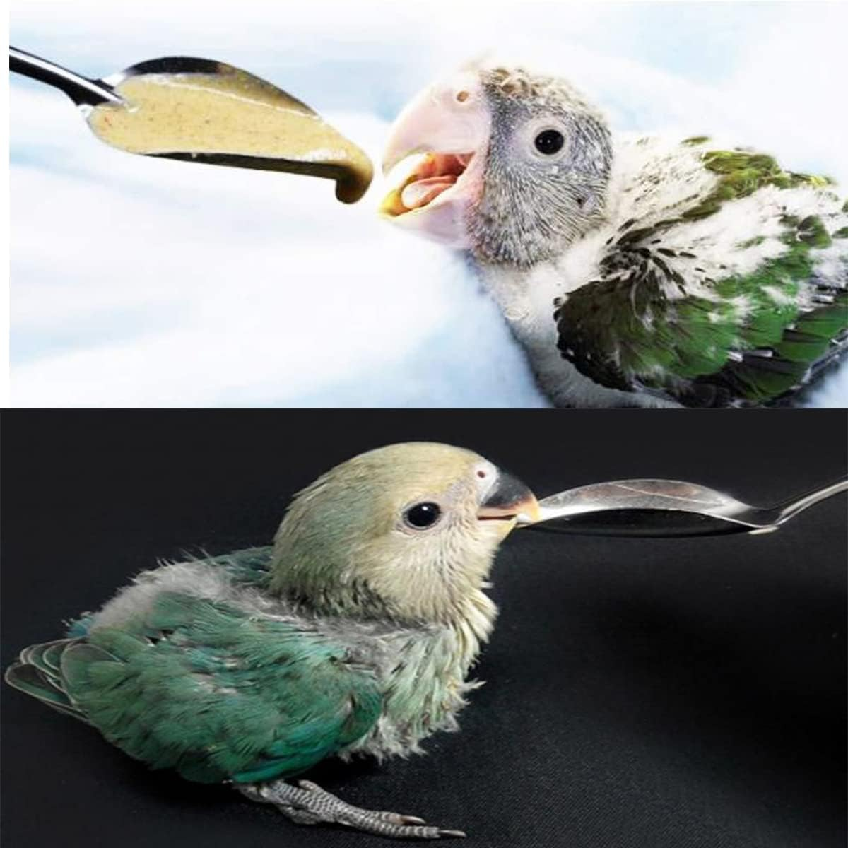 YIUIRUOI 6 Stainless Steel Pet Feeding Spoons, Parrot Feeding Tool, Chick Bird Feeder. image number 3