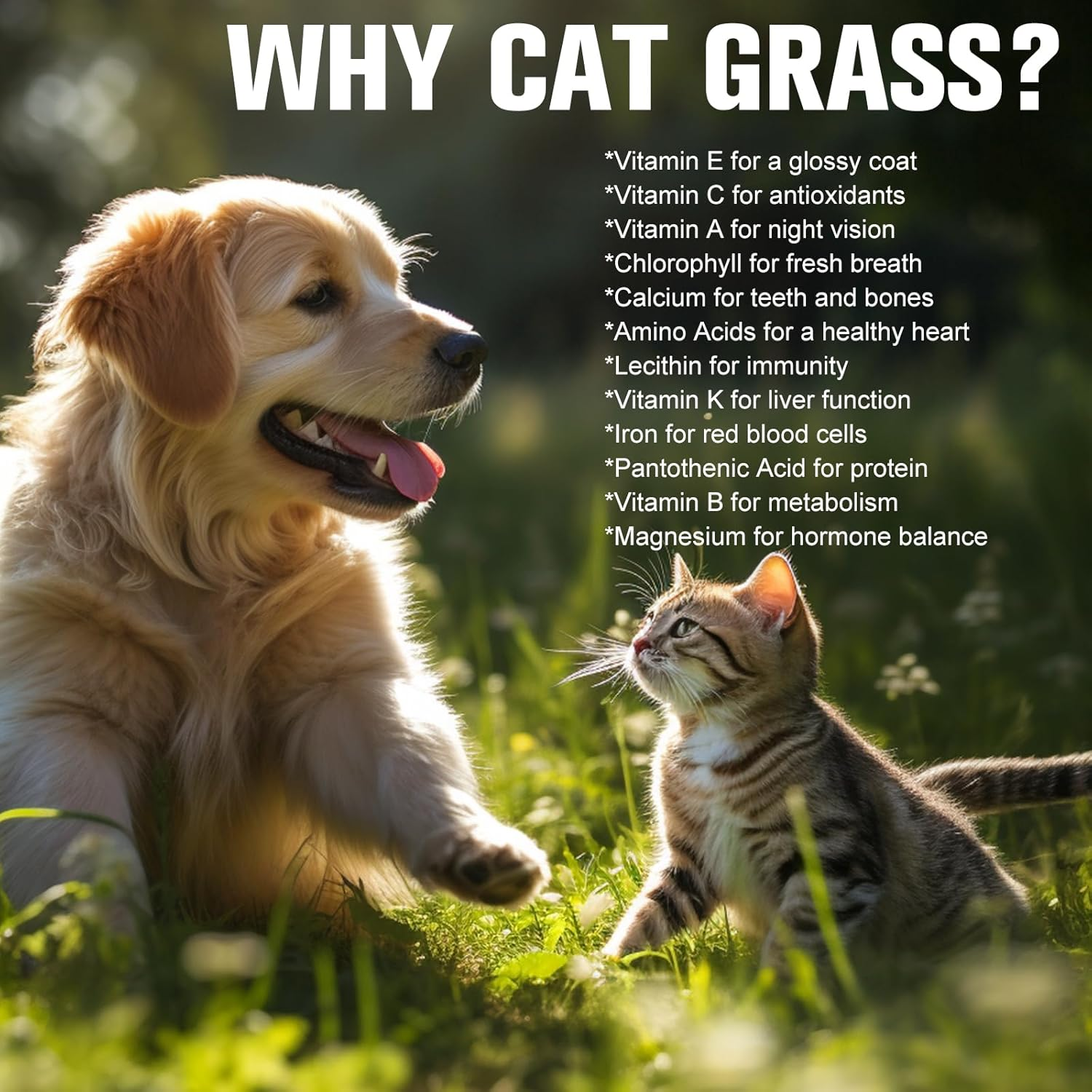 Premium Cat Grass Growing Kit - 4-Pack, Easy Planting for a Natural Treat for Cats and Other Pets