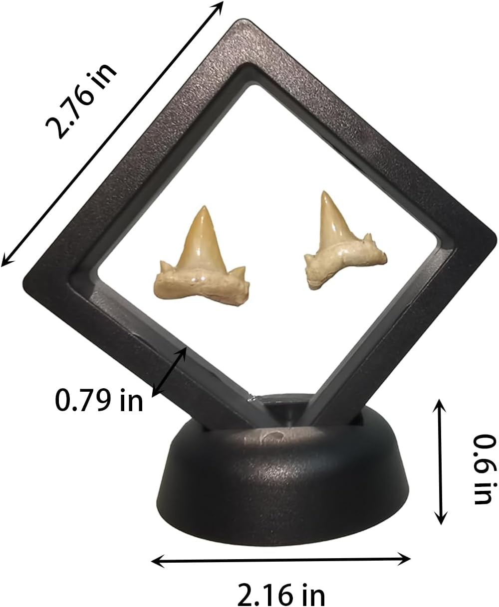 2Pack Shark Tooth Holder, Sealed Box for the Shark Tooth Display Case, Shark Teeth Holder to Prevent Dust and Oxidation, 3D Floating Display for Shark Tooth Holder image number 1