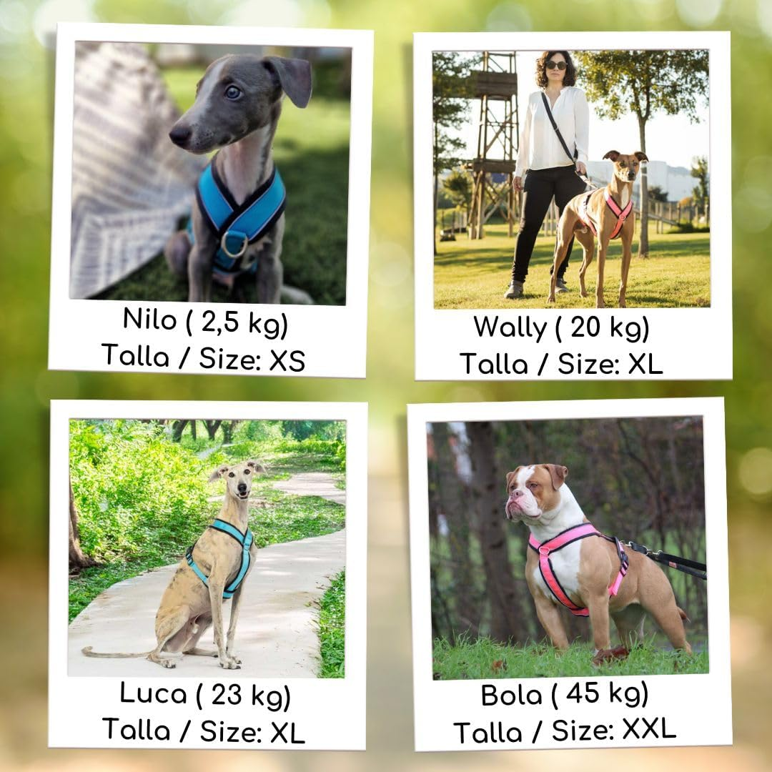 Reflective Y Shaped Dog Harness Ideal for Lebreles: Italian Greyhound Whippet Greyhound Podenco - Safe, Breathable and Durable, Perfect for Hiking, Training and Running image number 2