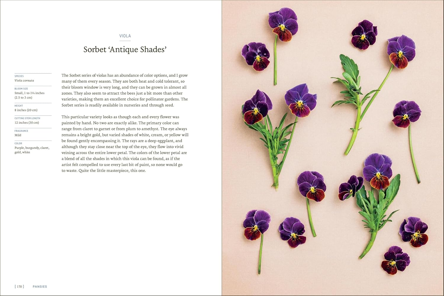 Pansies: How to Grow, Reimagine, and Create Beauty with Pansies and Violas image number 1
