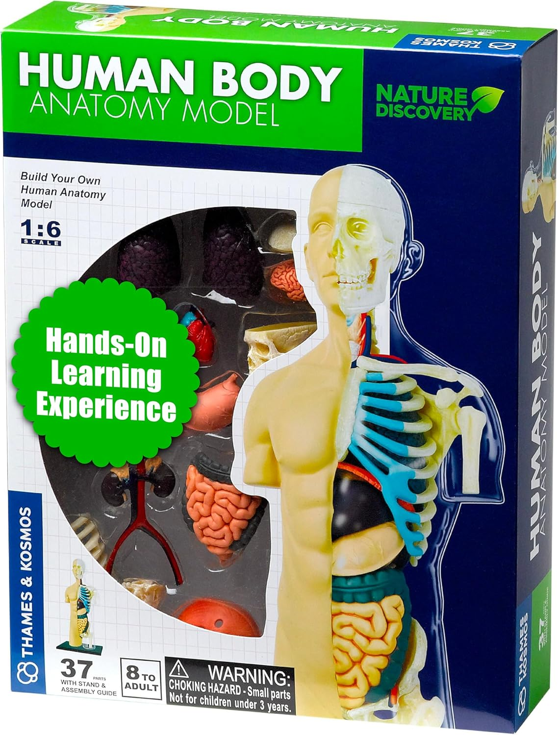 Thames & Kosmos 260830 Anatomy Model, 37 Parts with Stand and Guide Book, Build Your Own Human Body, Nature Discovery Range, Ages 8 to Adult, Multi image number 4