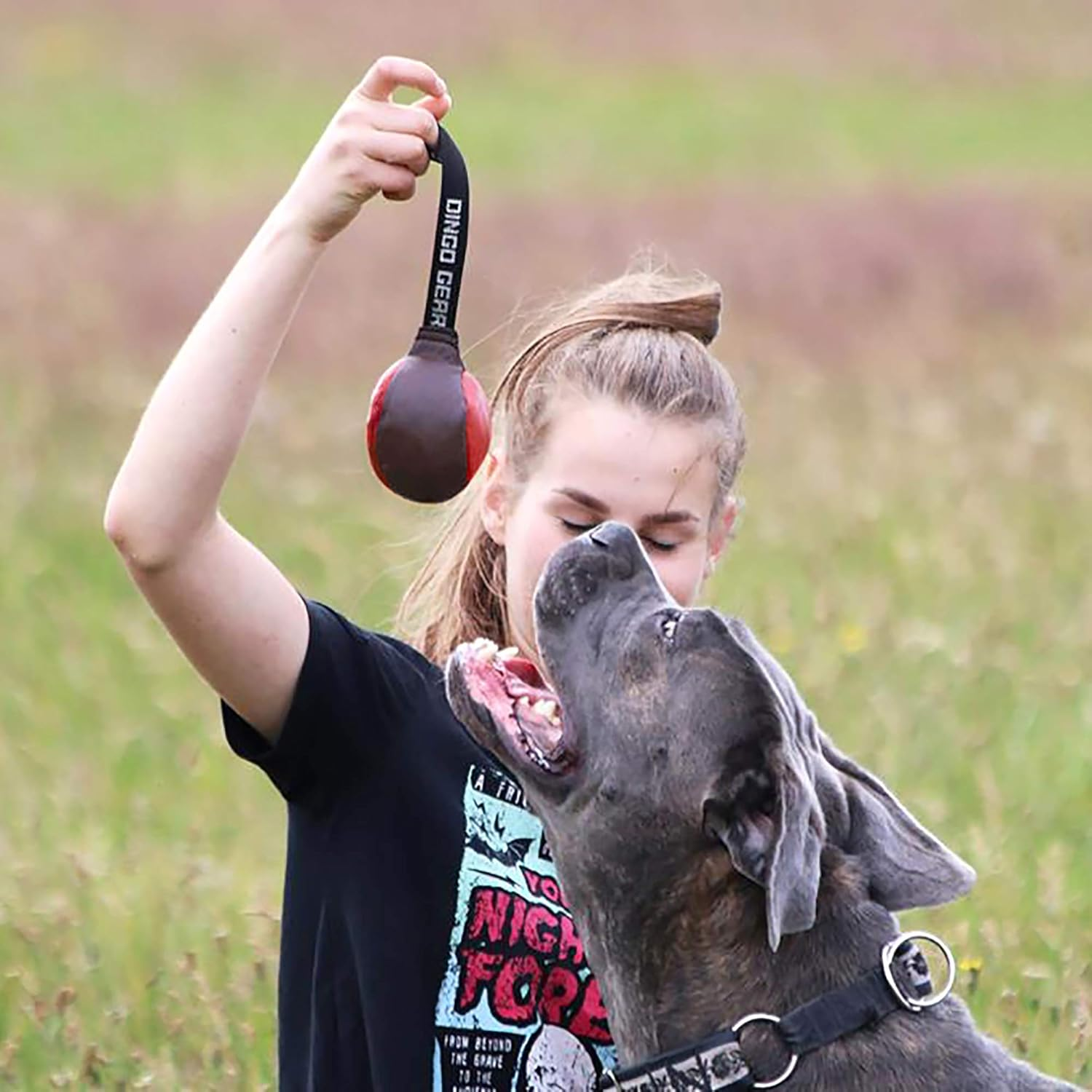 Dingo Gear Soft Genuine Leather Ball with a Handle for the Bite Training, &Oslash; 8 Cm Retrieve and Reward Dog Toy S02784, Random image number 3