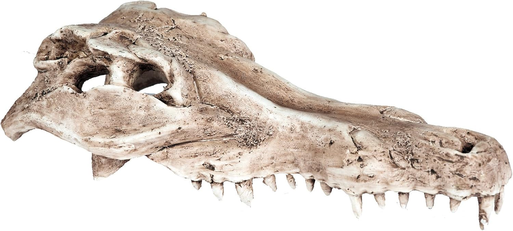 Pet Ting Alligator Skull Aquatic Ornament - Aquarium Decoration - Vivarium Decoration image number 1