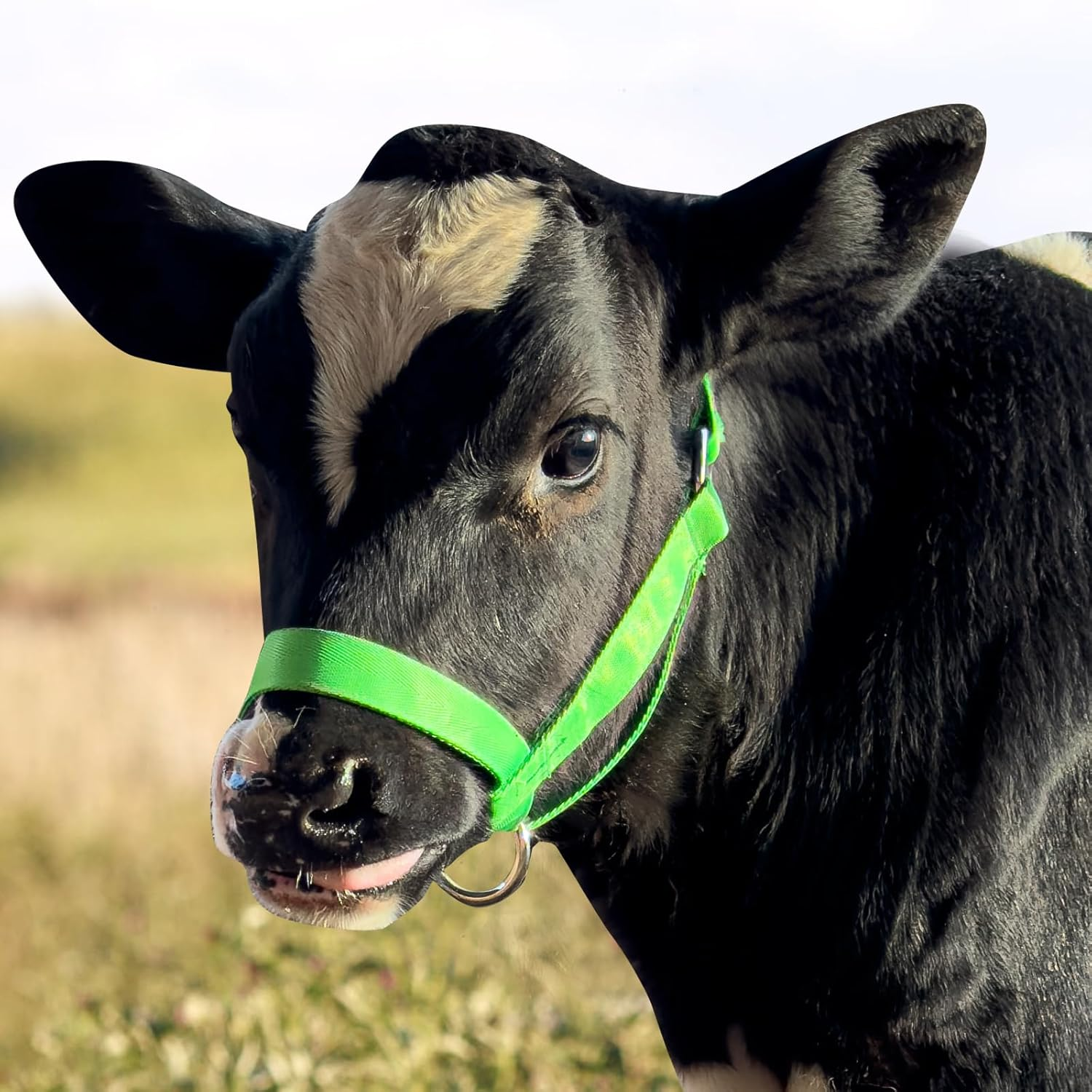 Perixir Cow Halter Cattle Halters Calf Halter，Adjustable Nylon Livestock Cattle Halter，For Miniature Horse Donkey Goat Foal