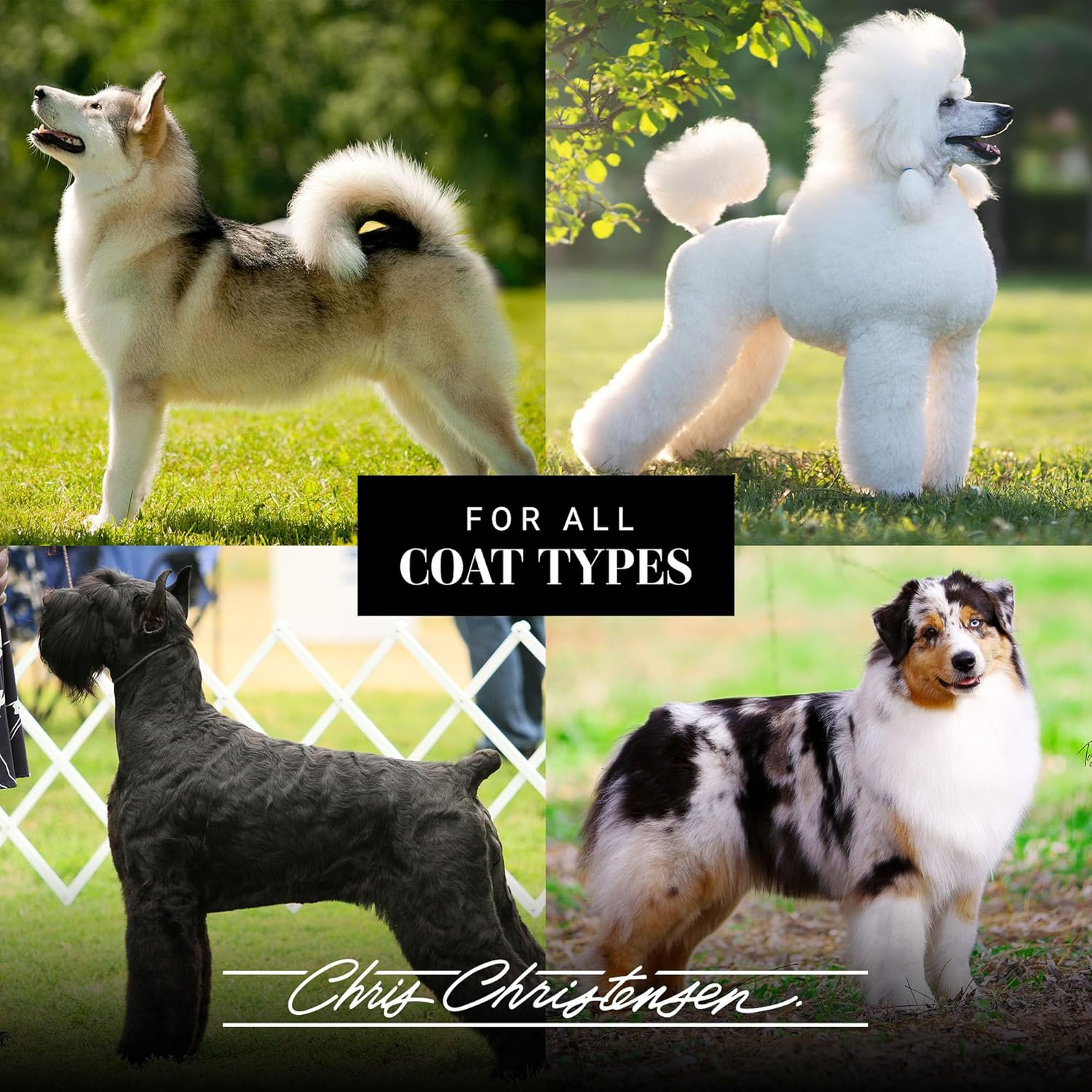 Chris Christensen Diamond Series Miracle Moisture Dog Shampoo, Groom like a Professional, Pro-Vitamin Formula, Provides Maximum Moisture, Use on Both Dogs and Cats, Made in the USA, 16 Oz