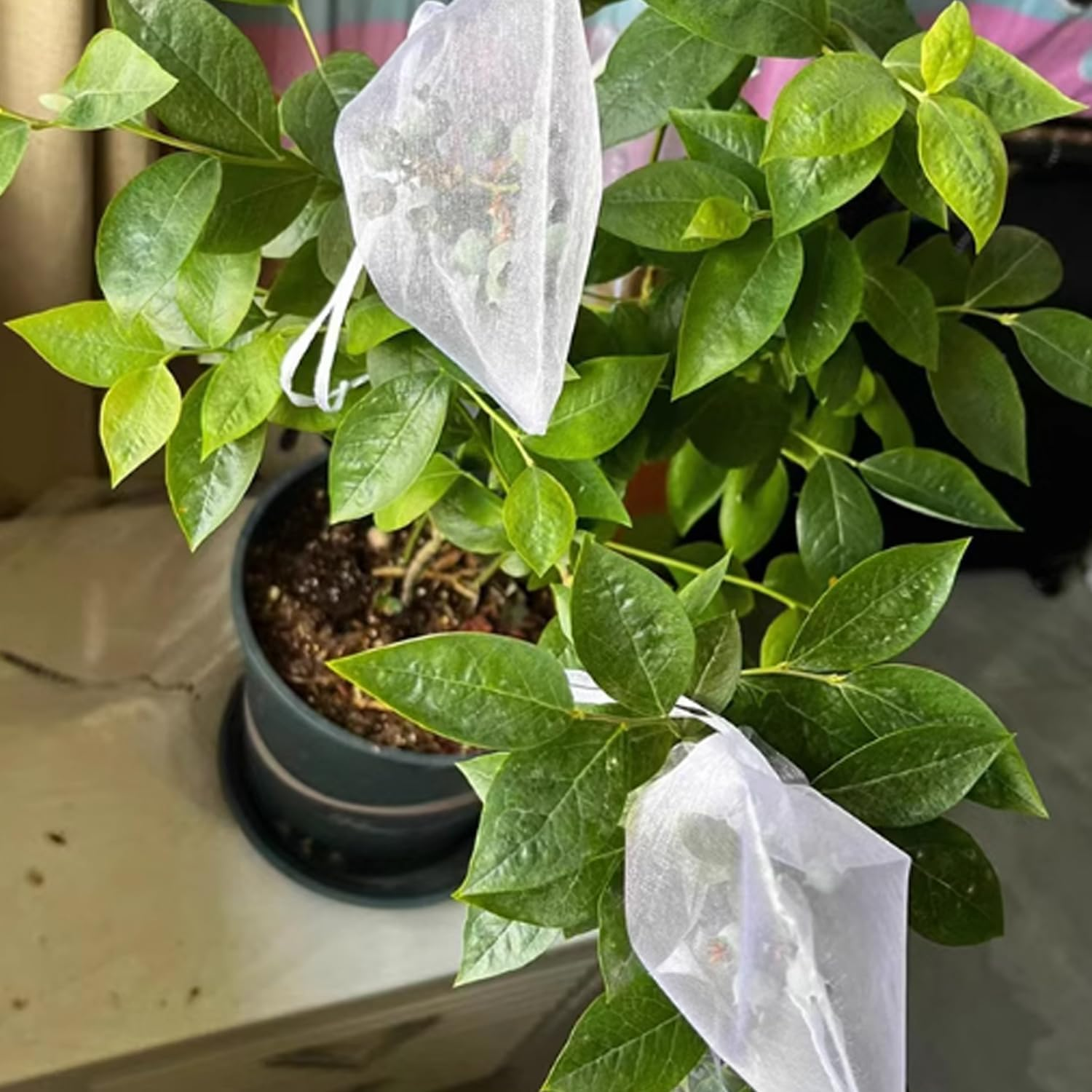 10PC Fruit Net Bag Agriculture Garden Vegetable Protection Mesh Insect Proof (20 * 30Cm) image number 1