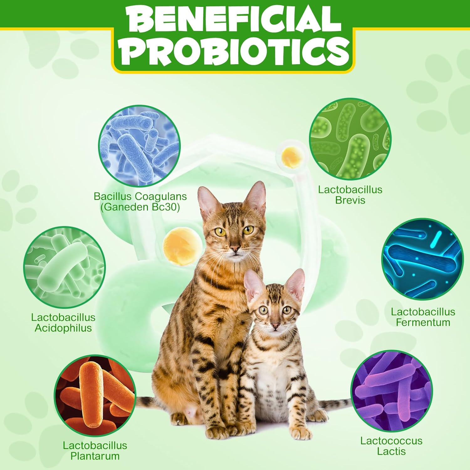 Probiotics for Cats | Cat Probiotic Power | 12 Strains Prebiotics | Fresh Salmon-Flavored Digestive Powder Supplement | 5 Billion Cfus | Gut Health Support | for All Ages and Breeds | 120G image number 1