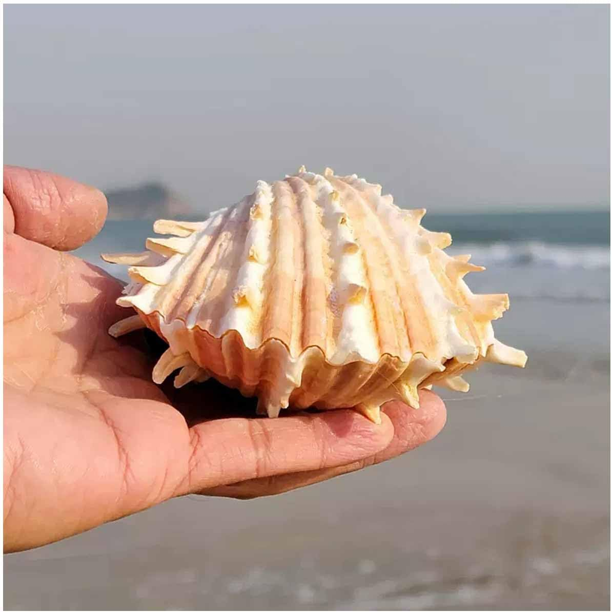 Shells,Conch Shell, Shells Natural Large Conch Shell 10-13Cm for Home Decorations,Diy Crafts(10~11Cm) image number 2