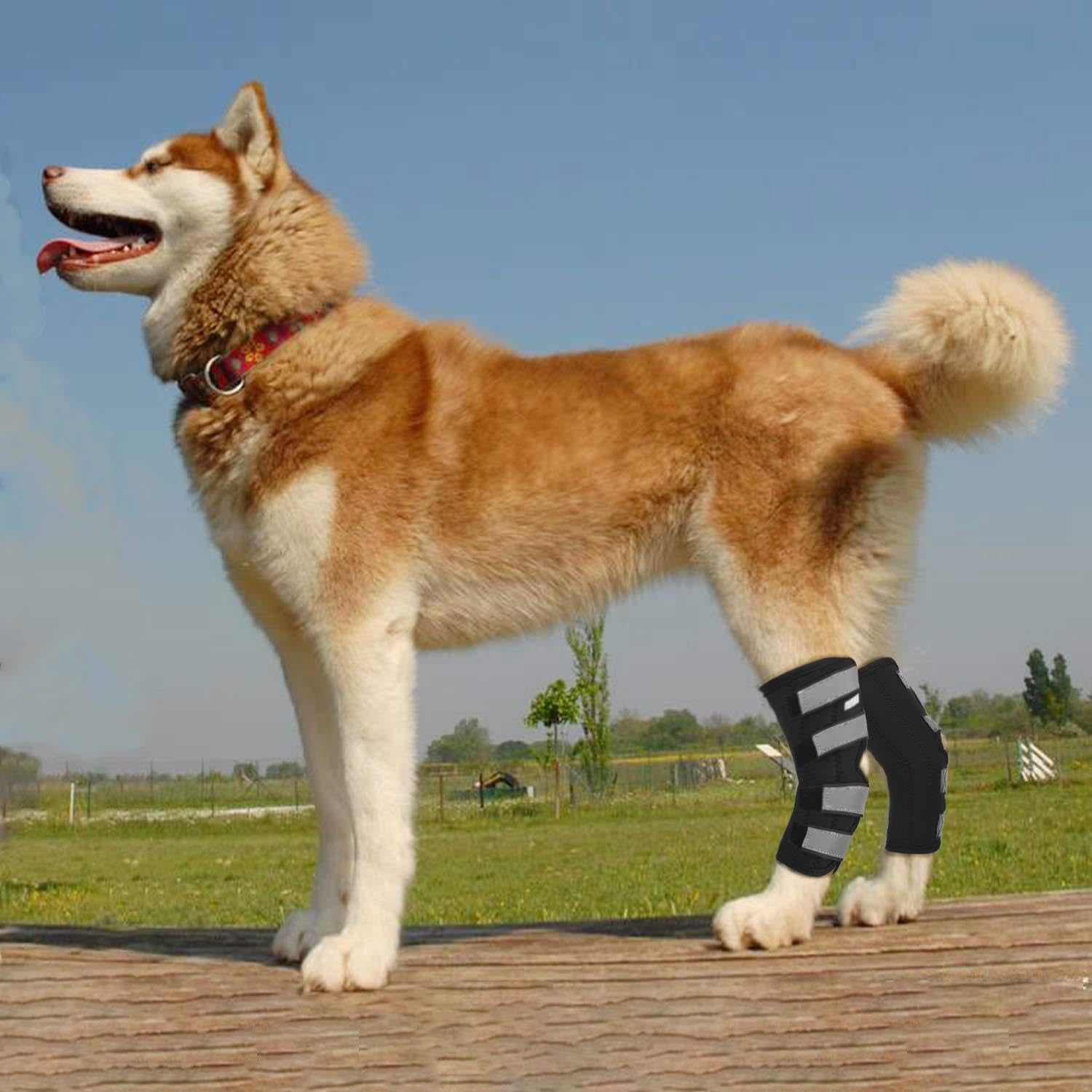 Back Leg Braces for Dogs with Dual Metal Strips and Reflective Straps. This Leg Support Is Designed for Issues like Luxating Patella and Serves as an ACL Support for Hind Legs. (Black, XS)