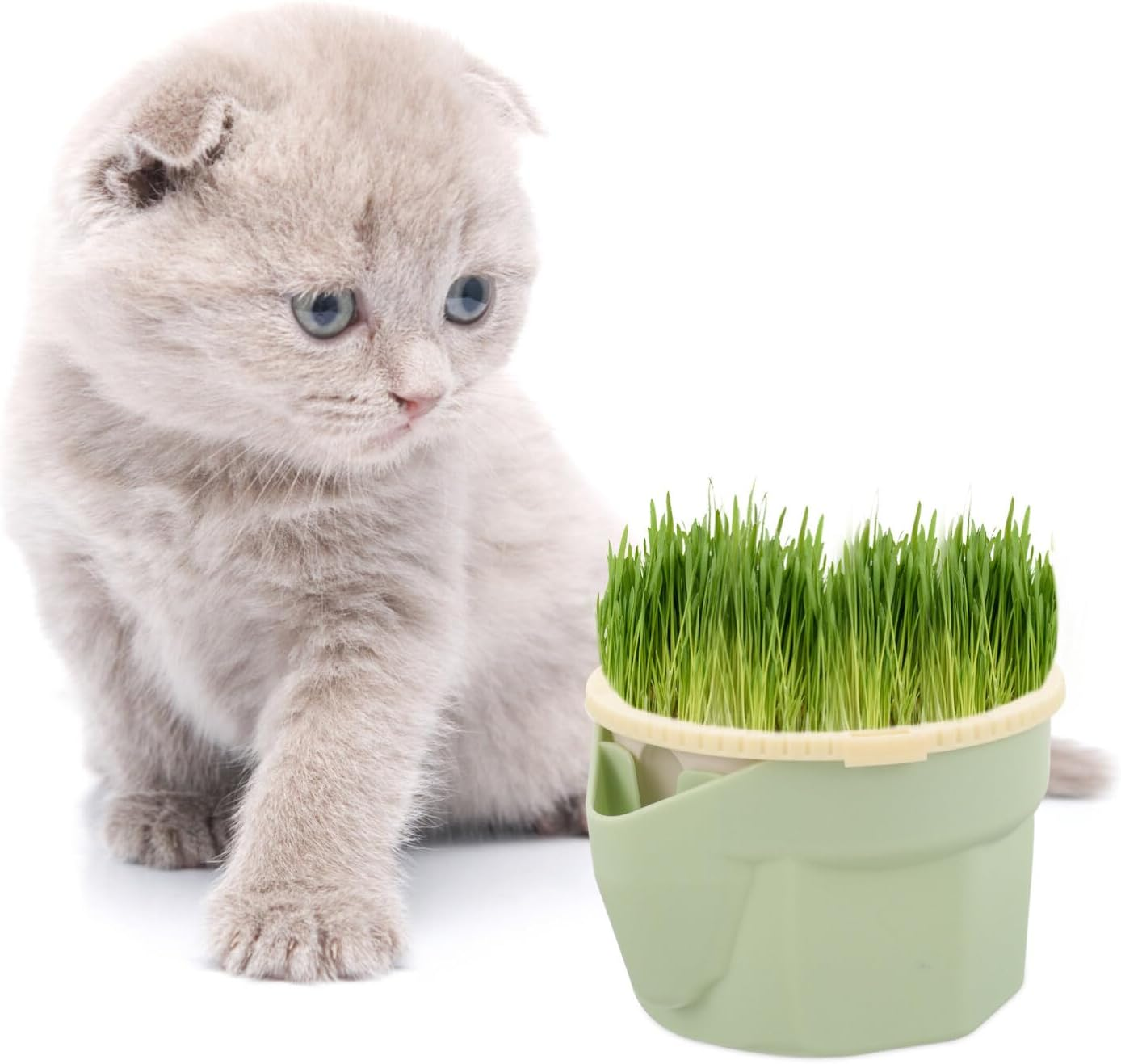 Mipcase Practical Cat Grass Planter Cat Grass Box Planter Hydroponic Microgreens Growing Kit Soilless Planting Box Catnip Grass Planter Window Grass Sprouter Tray Planter Cup Box image number 4
