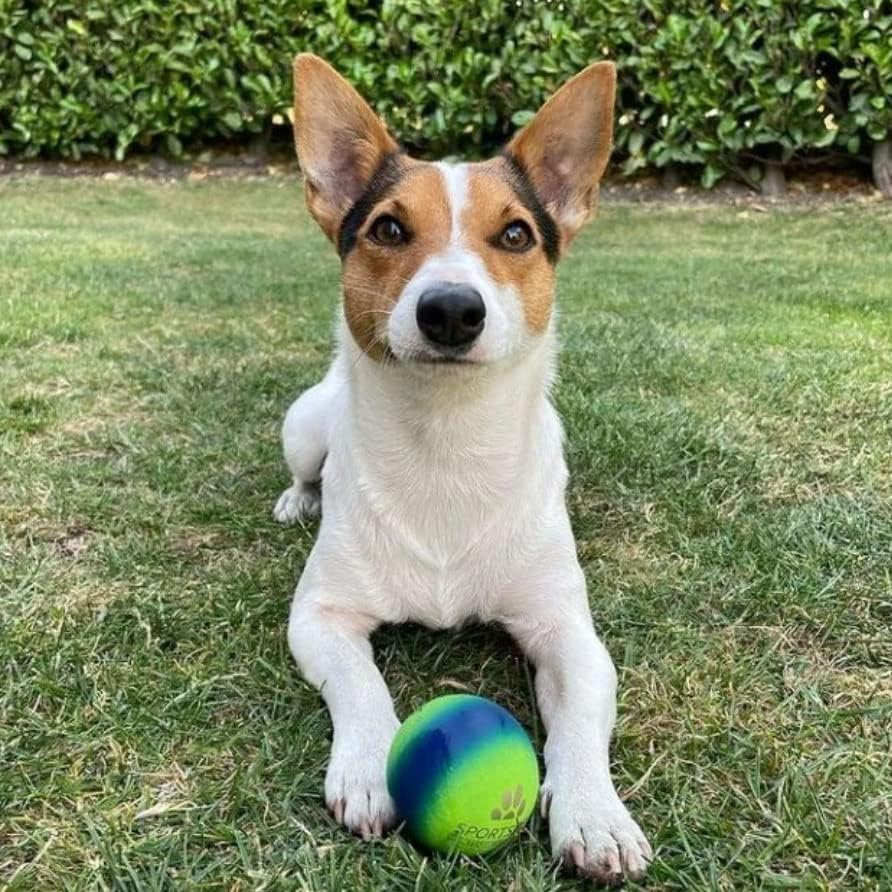 SPORTSPET High Bounce Natural Rubber Dog Balls (60Mm) (Smoothie Edition 6 Pack) image number 2