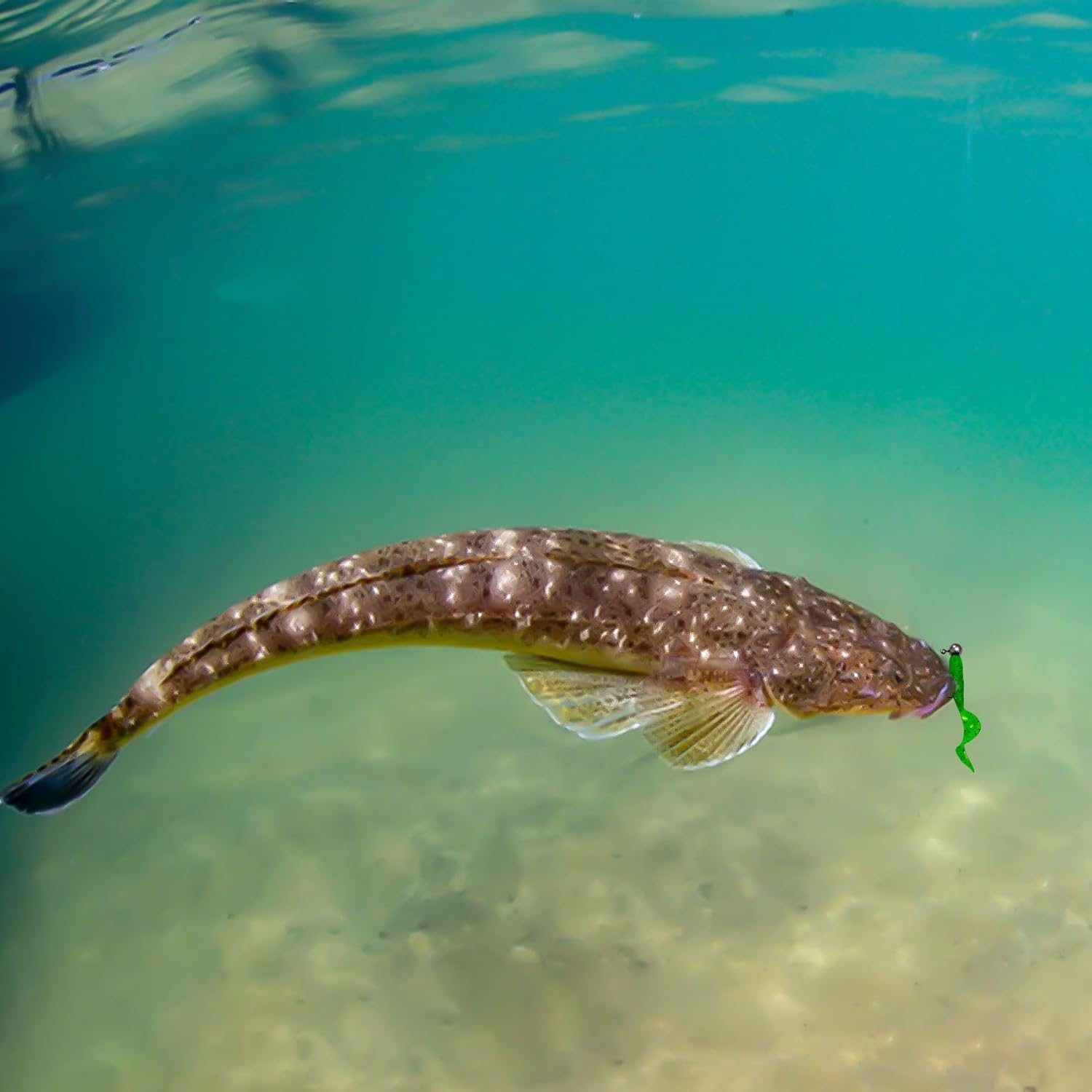 5Cm(2") Soft Plastic Baits, Worm Grub Bream Fishing Lures for Saltwater and Freshwater, Curly Tail Soft Fishing Lures for Flathead - Super Luminous Yellow image number 3