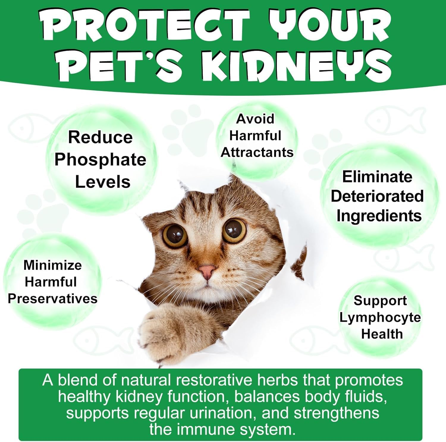 Kidney Support for Cats | Herbal Supplement for Urinary Health | Helps Maintain Normal Kidney Function & Fluid Balance | Liquid Drops for All Breeds & Ages | Chicken Flavour | 60Ml image number 1