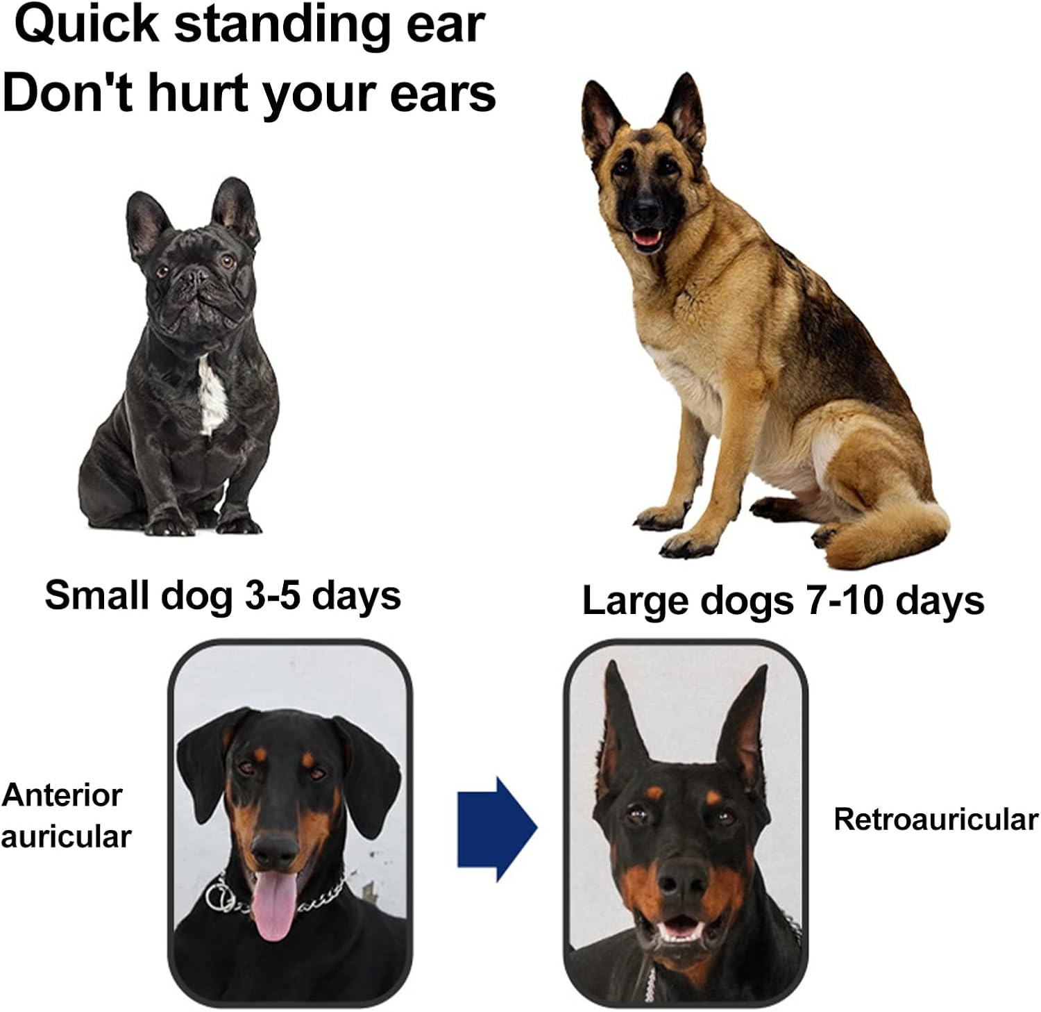 Dog Ear Stand Sticker up Support Tool, Dog Ear Cover Ear Stand up for Dogs Dog Ear Fixed Correction Vertical Holder Doberman Ear Posting Kit for Doberman Pinscher Dog Samoyed Great Dane/5 image number 3