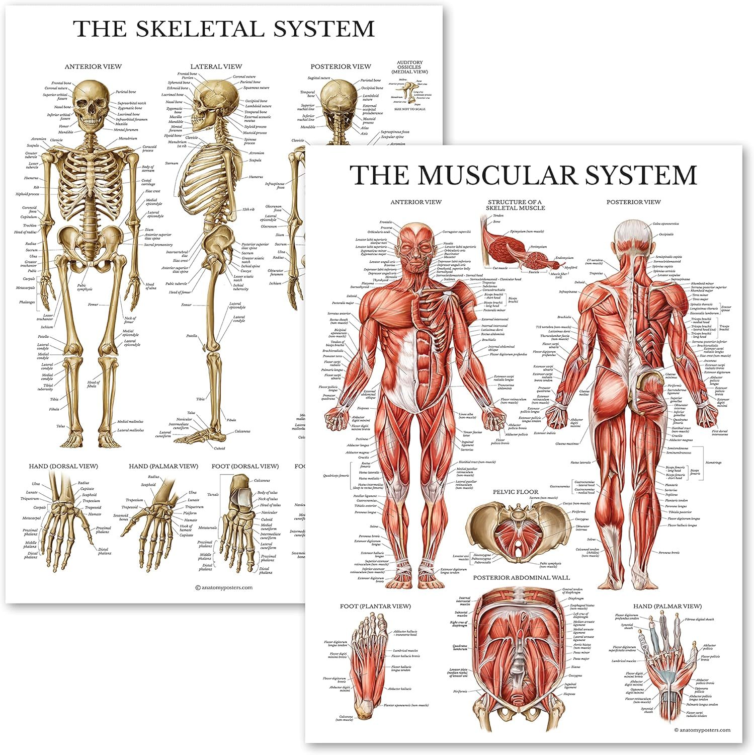 Palace Learning Muscular & Skeletal System Anatomical Poster Set - LAMINATED 2 Chart Set - Human Skeleton & Muscle Anatomy - (18 X 27) image number 5