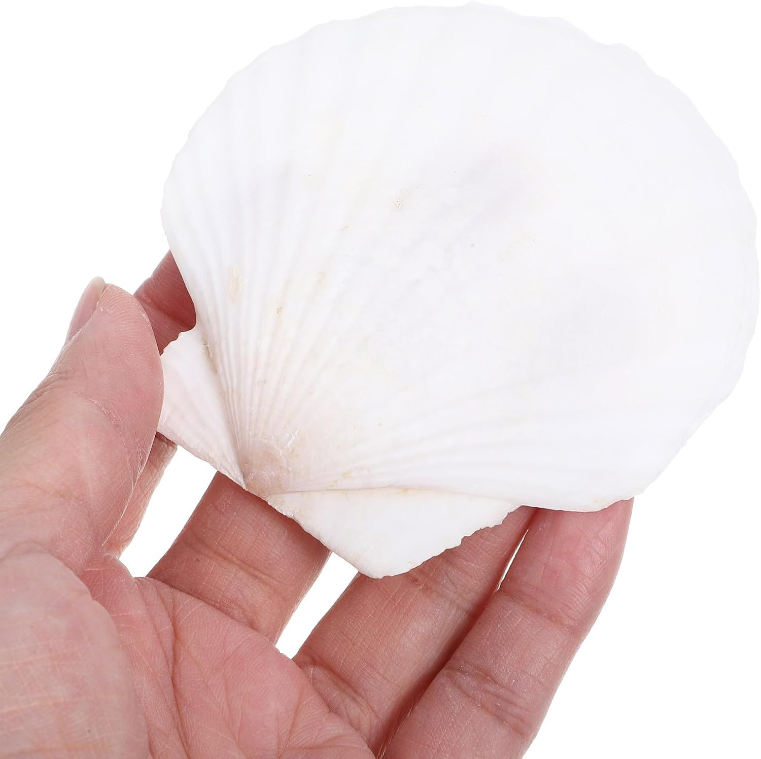 NOLITOY 40 Pcs Natural Shell Decoration Ocean Ornaments Sea Shell Christmas Ornaments Nautical Party Favors Desk Topper Scallop White Decorations Seashells for Crafts Bead Large Seaside image number 4