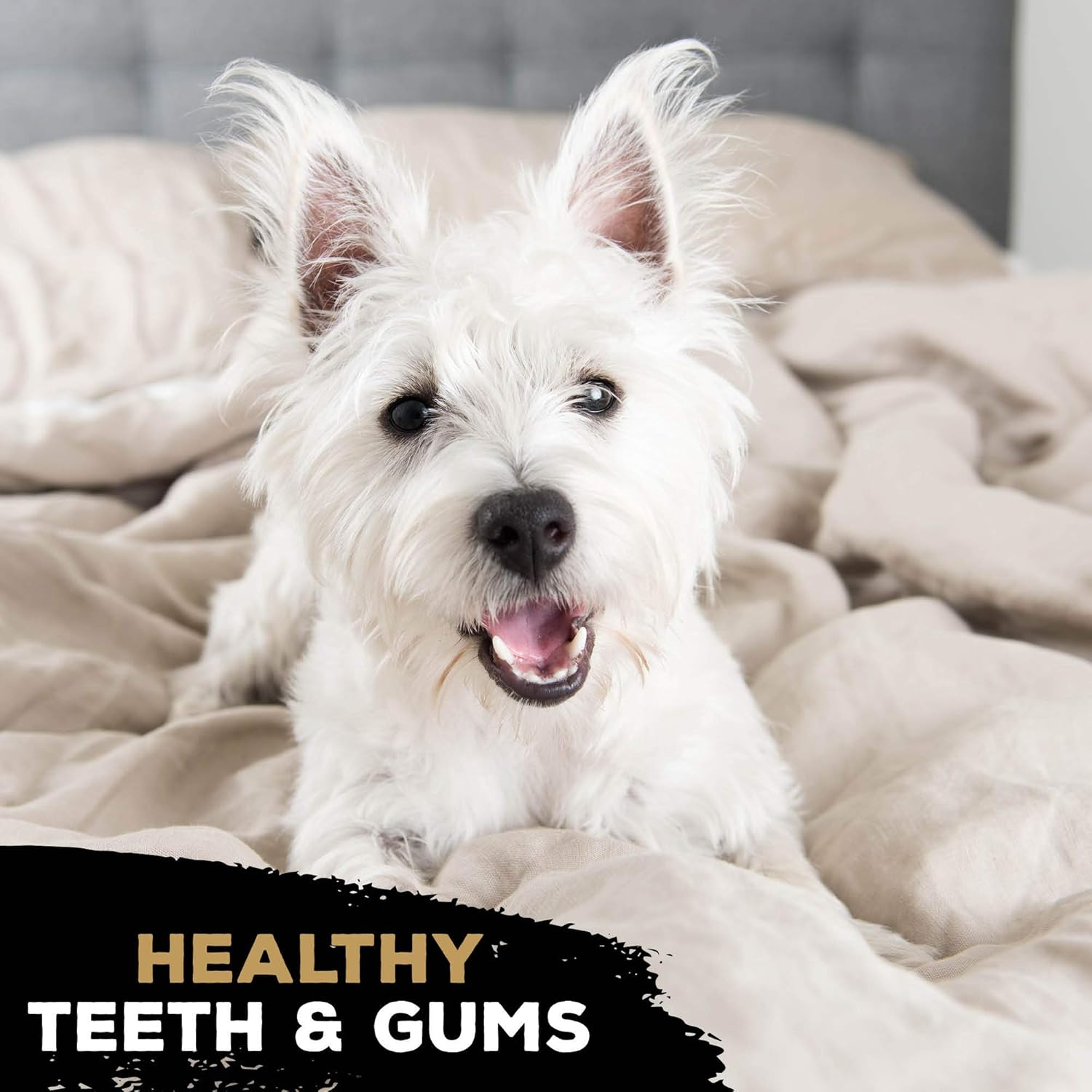 Tastybone Twin Pack Nylon Dog Chew Toys for Toy Dogs (Beef Wellington & Chicken Cordon Bleu) - Indestructible for Aggressive Chewers, Everlasting Flavour, Strong Healthy Teeth, Made in the UK