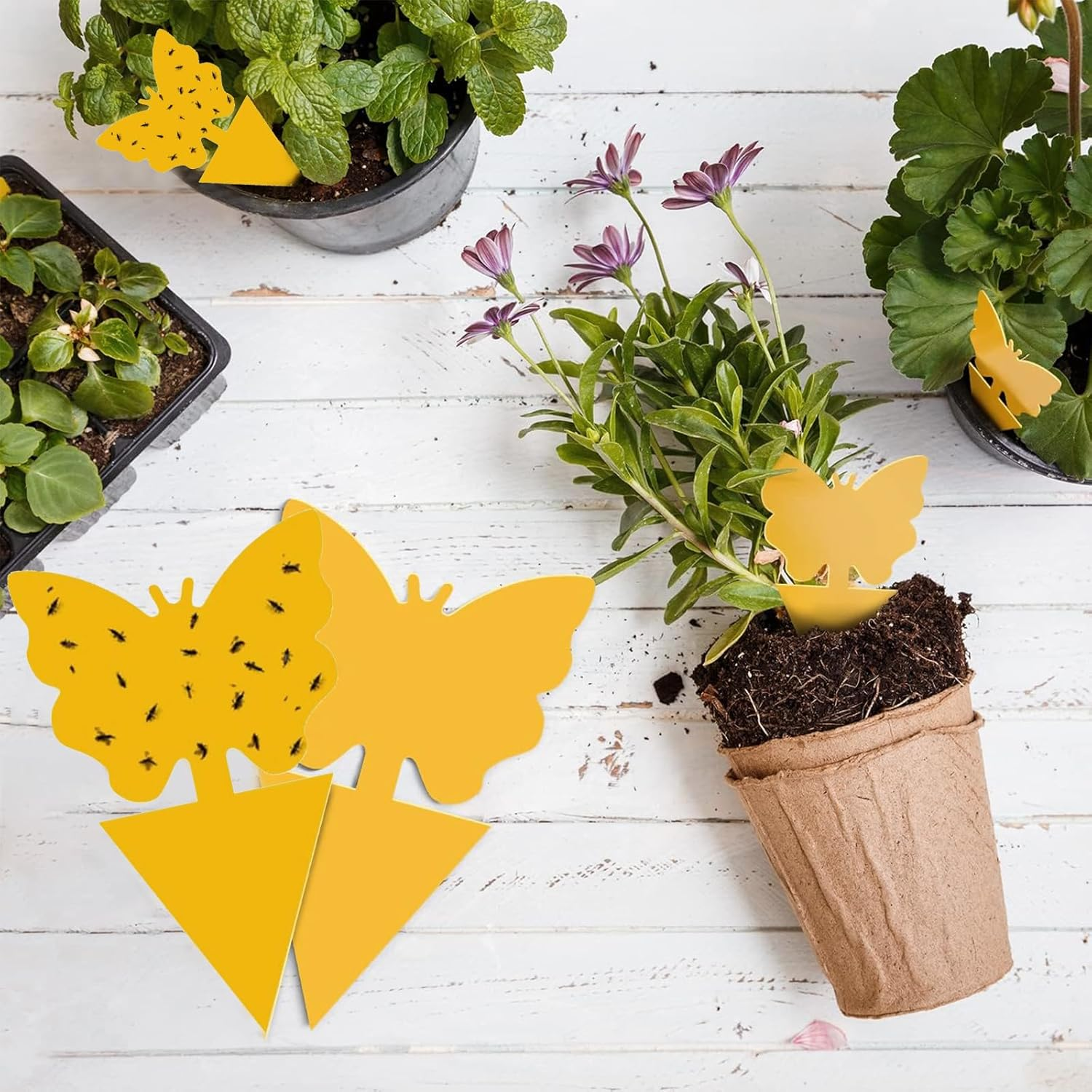 60 PCS Fruit Fly Traps, Dual-Sided Sticky Insect Catchers for Mosquitoes, Gnats, Flies, and Other Pests, Indoor & Outdoor Bug Traps for Plants, Vegetables, Fruits, Patio, and Garden