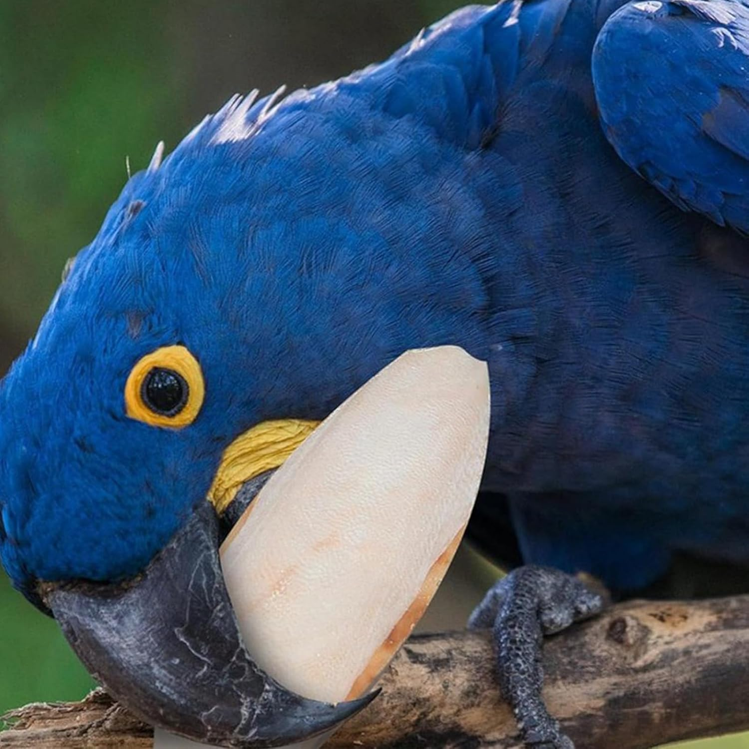 Cuttlefish Bone, Set of 10 Desalted Cuttlefish Bone for Budgies and Tortoises, Natural Beak Care Cuttlebone Chew Toys, Calcium Supplement Cockatiel Treats, for Pet Lovers (9-12 Cm) image number 2