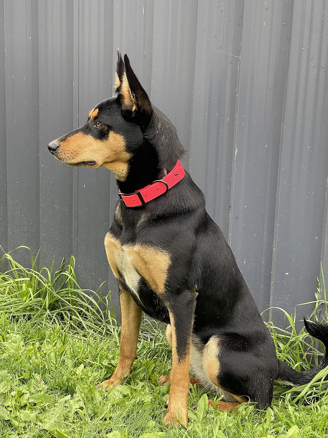 DROVERS Dog and Co Super Tuff Dog Collars- Stink Proof - Pink- Easy Clean (Medium) image number 2