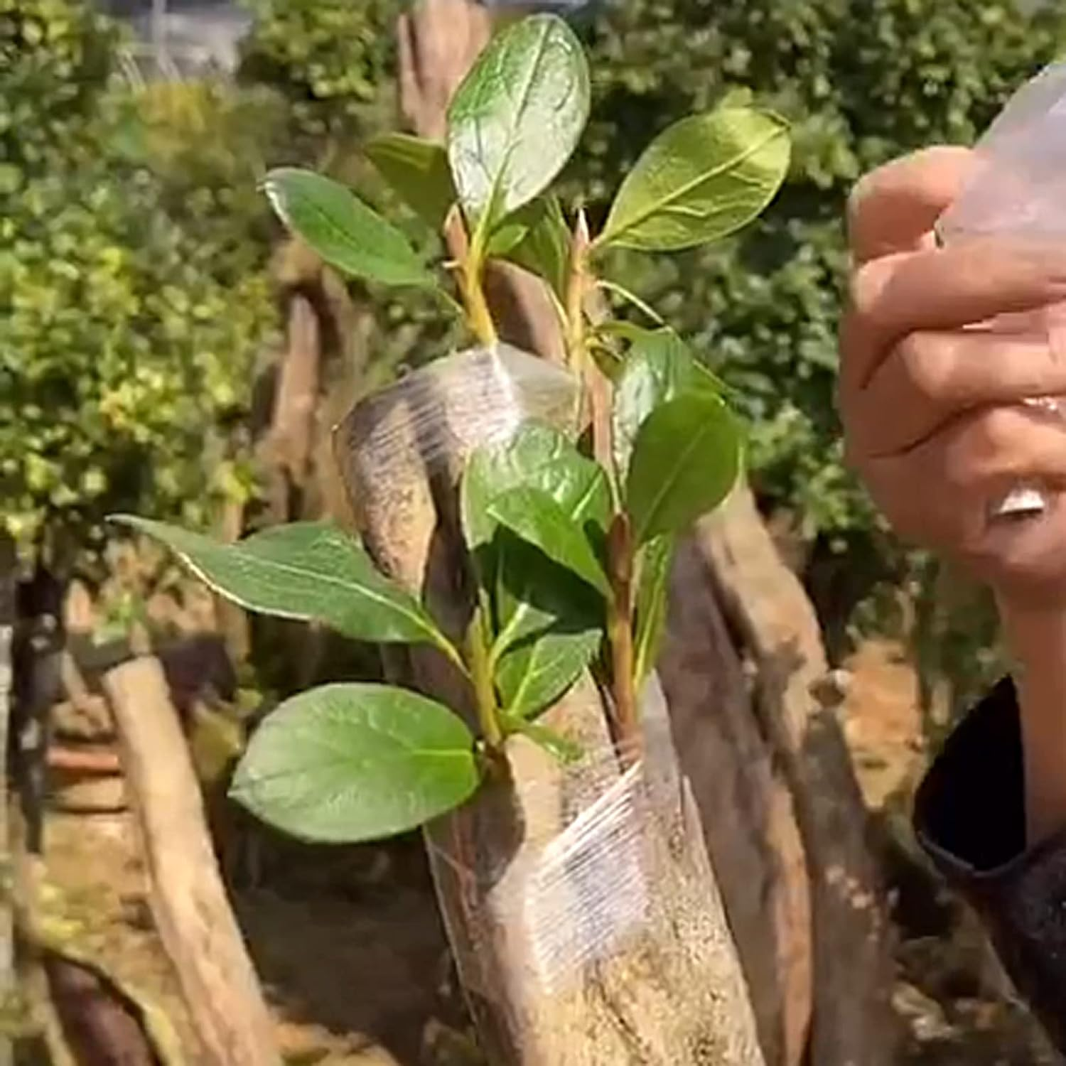 Garden Grafting Knife,Stainless Steel Double Blades Rosewood Handle Pruning Knife,3 Grafting Tape Buddy Tape for Fruit Trees,Gardening Grafting Tool image number 3