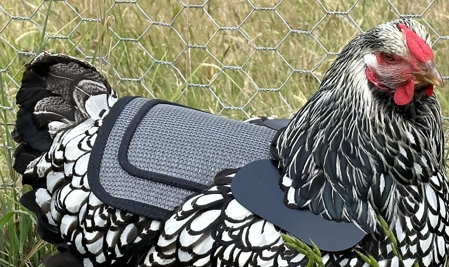 DOWN under OUTDOORS 4 Pack Premium Chicken Saddle with Adjustable Straps to Suit Medium and Large Hens, Poultry Saver, Protector, Apron, Supplies, Care Products (Grey Mesh)&hellip; image number 4