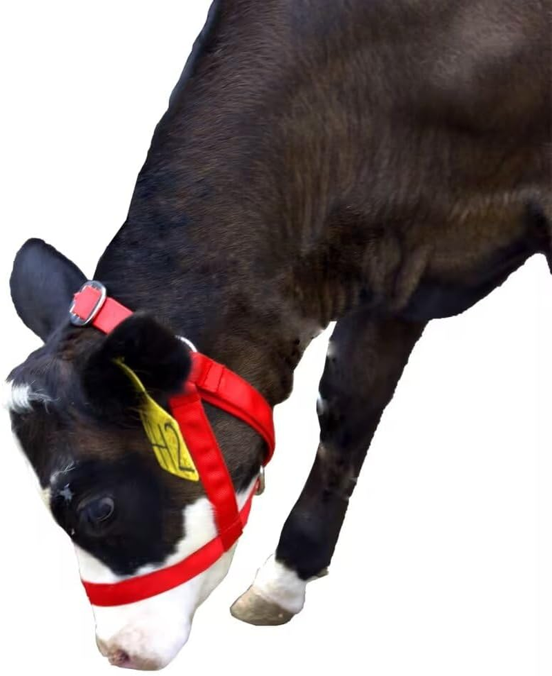 Perixir Cow Halter Cattle Halters Calf Halter，Adjustable Nylon Livestock Cattle Halter，For Miniature Horse Donkey Goat Foal image number 4