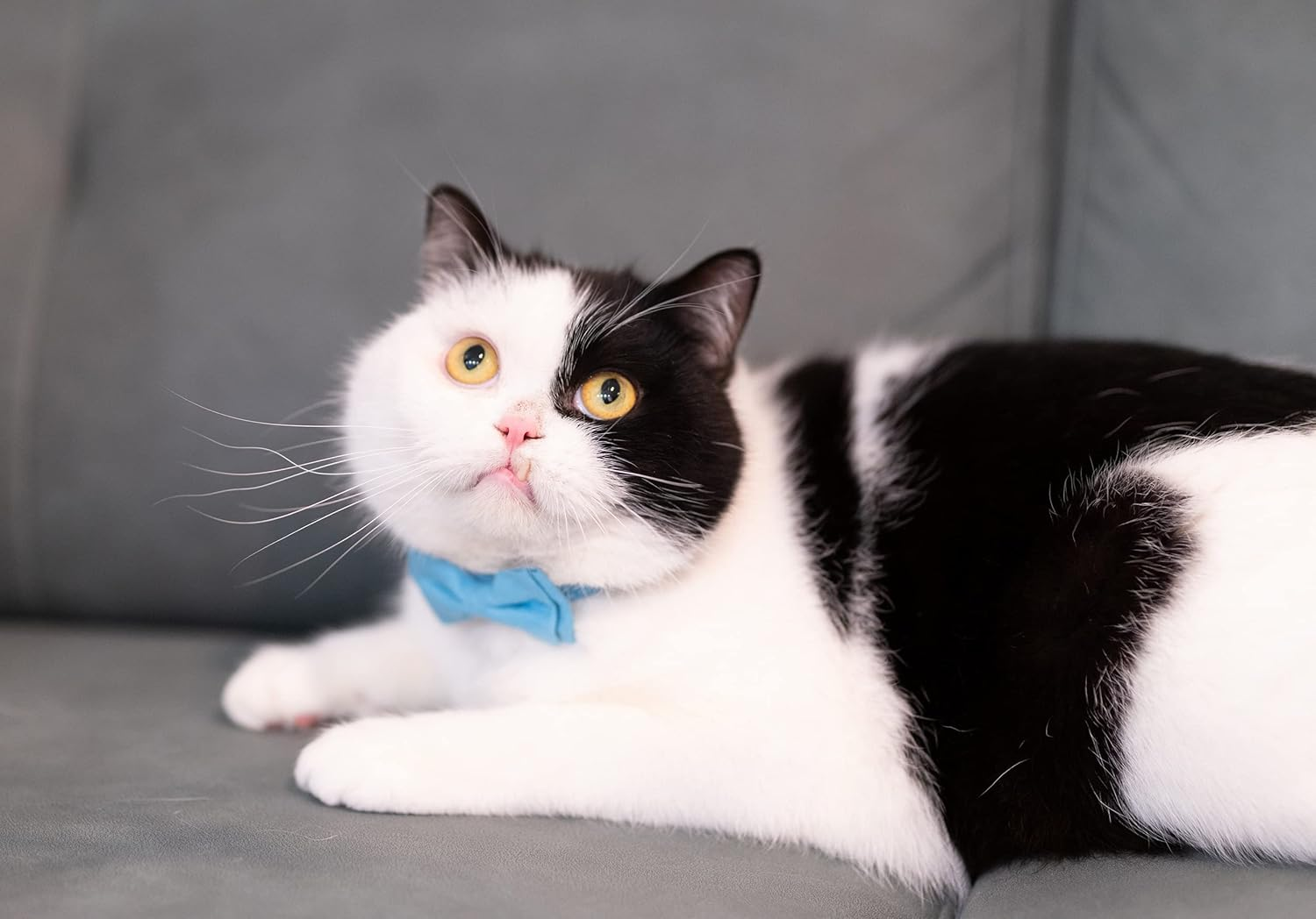 Gyapet Cat Collar Breakaway with Bell Boy Girl Kitten Bow Tie Safety Plaid Solid Color Set Cute Soft Summer [2Pcs] Blue image number 1