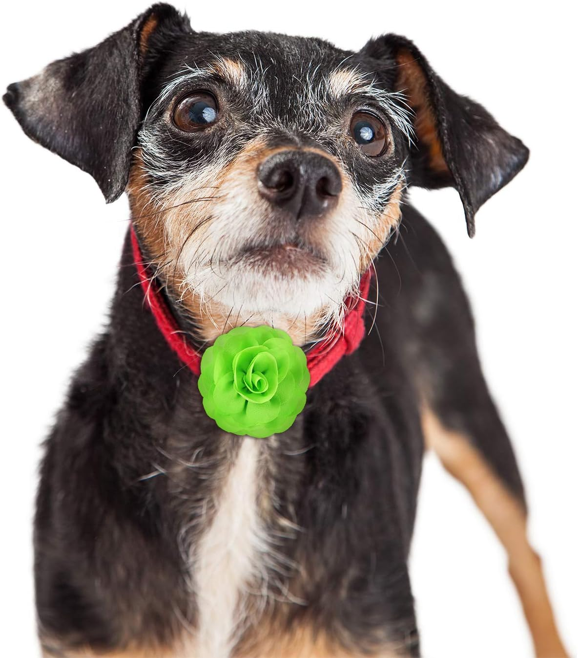 4 Pieces Dog Flower Bow Collar Multicolored Pet Bow Collar Dog Charms Flower Set for Puppy Dog Collar Cat Pet Grooming Accessories (Green, Lake Blue, Light Purple, Pink) image number 6