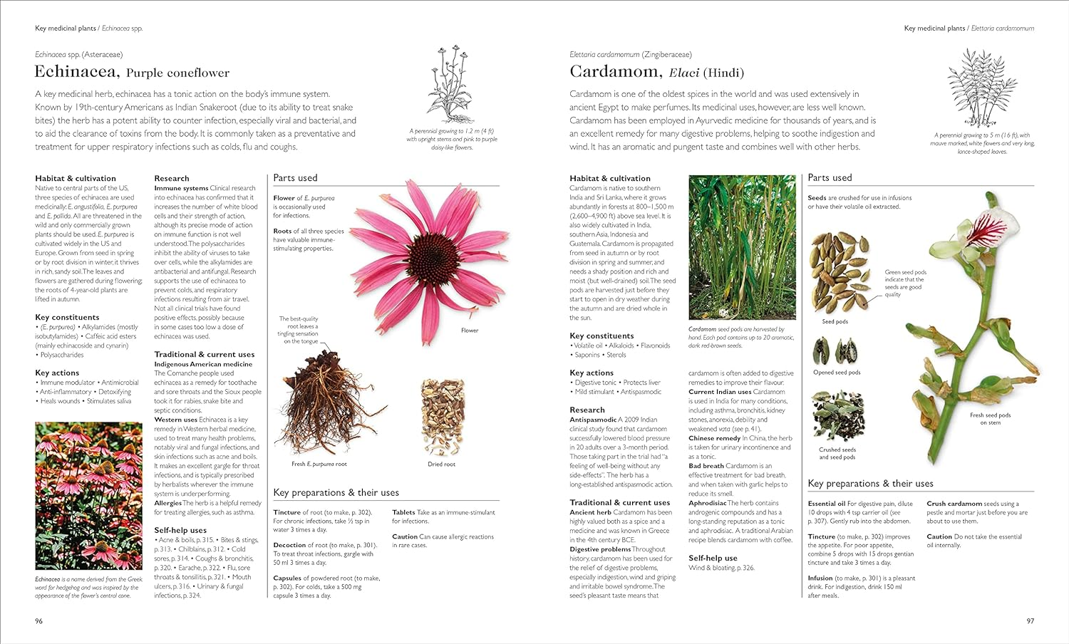 Encyclopedia of Herbal Medicine New Edition: 560 Herbs and Remedies for Common Ailments image number 6