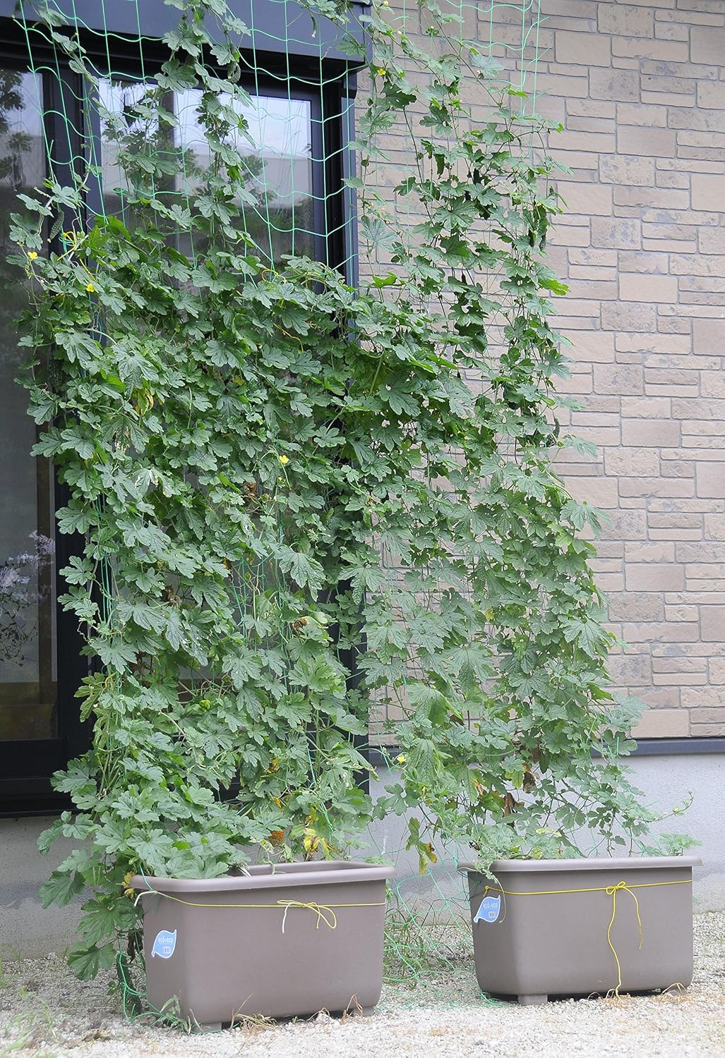 Yamato Plastic Eco & Eco Winplanter, Deep 45, 17.7 X 9.4 X 10.2 Inches (450 X 240 X 260 Mm), Eco Brown, Set of 3 image number 6