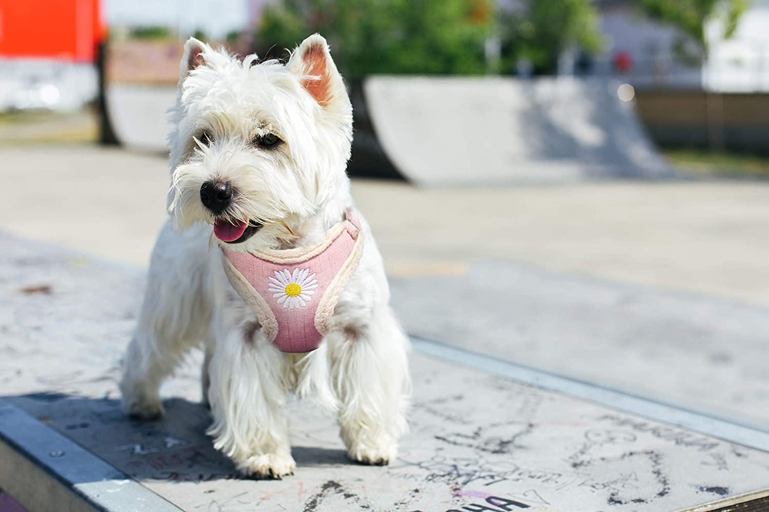 IDOLPET Cat Harness and Leash Set for Walking - Escape Proof, Cute Daisy Design for Kittens and Small Dogs, Comfortable Soft Lightweight Outdoor Vest (Pink Plush, Small) image number 4