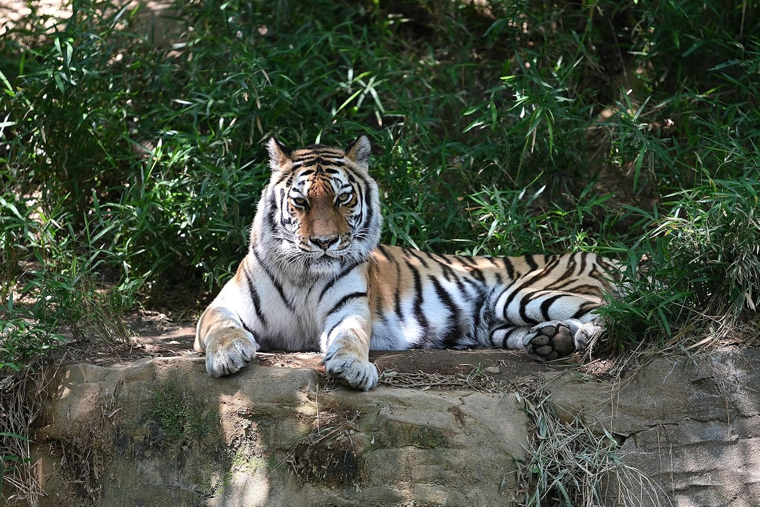 Nikon Z Teleconverter Tc-2.0X [AU Version] image number 3