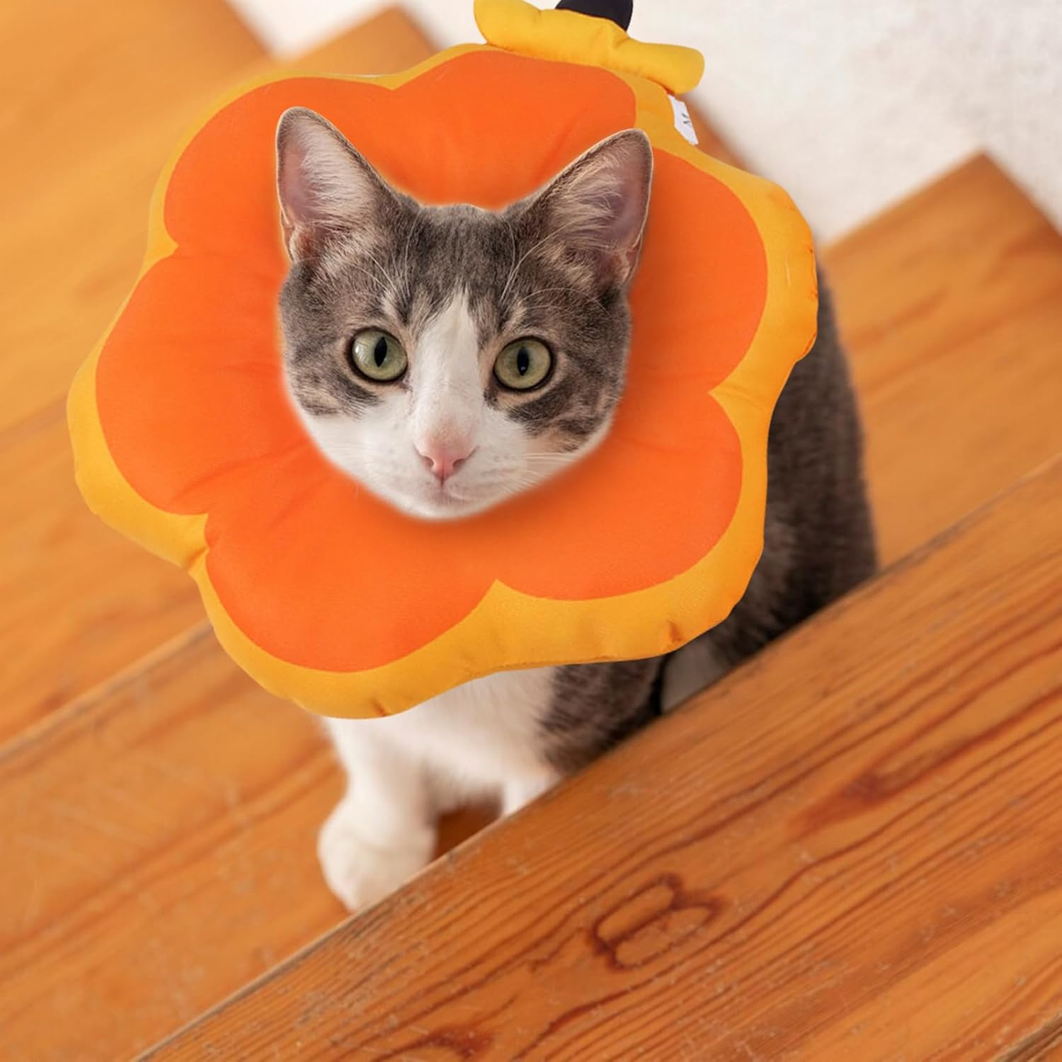Cat Recovery Set: Fruit-Shaped E-Collar & Neutering Suit,Adjustable Cat Recovery Collars and Cat Surgery Recovery Suit,Soft Polyester for Post-Surgery Comfort,For Cats after Surgery (Orange, M) image number 1