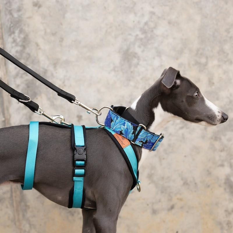 3 Point No Pull Harness, Ideal for Greyhound, Italian Greyhound, Whippet, Greyhound, Podenco - Safe, Breathable and Durable Walking, Training and Running - Anthracite, M image number 4