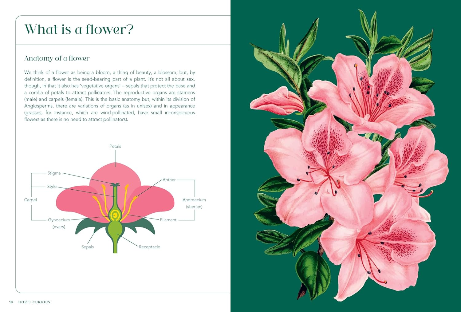Horti-Curious: a Gardener&rsquo;S Miscellany of Fascinating Facts and Remarkable Plants image number 4