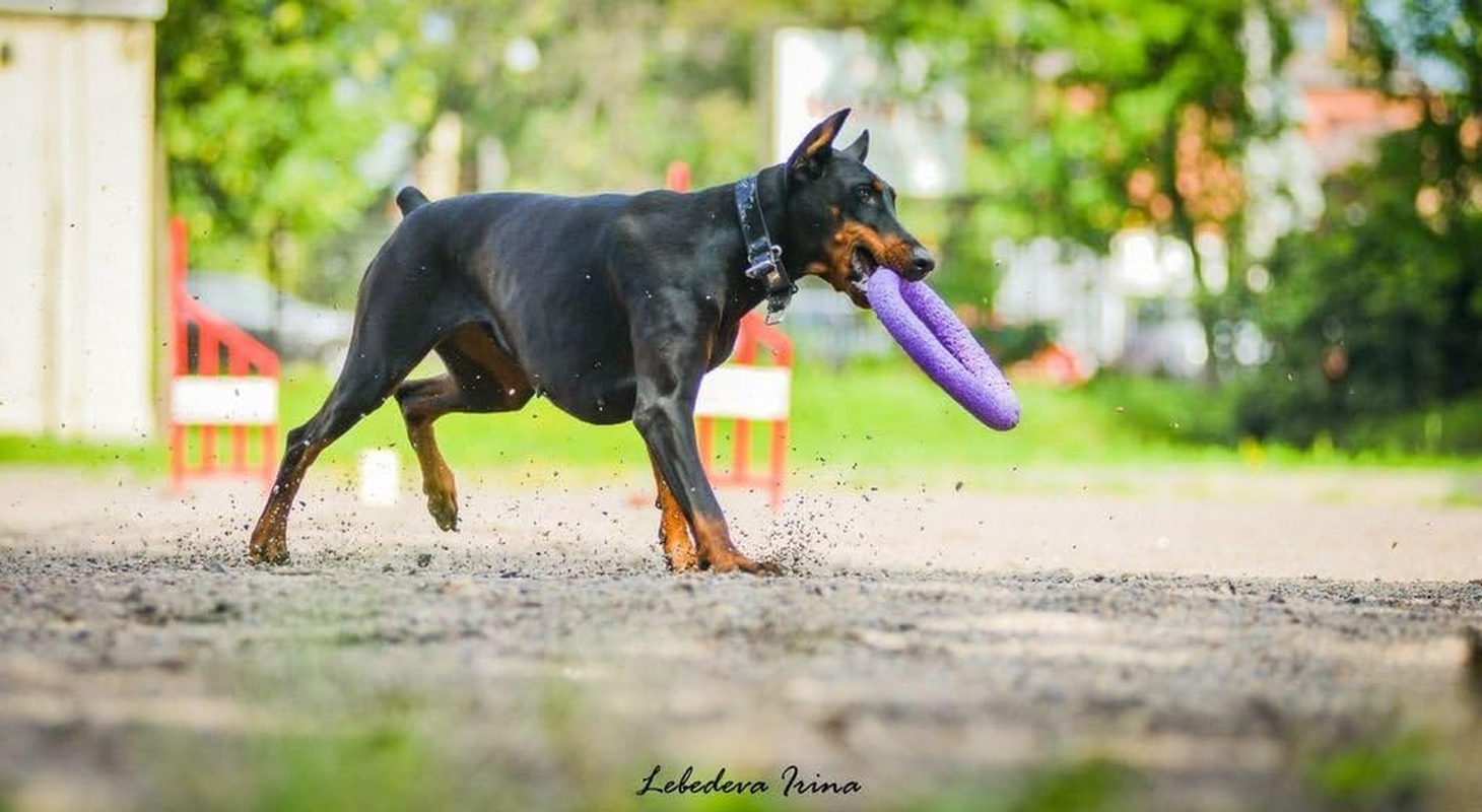 Puller Standard Two Rings Not Just Toy for Dogs Active Toy for Dogs Fitness Toys for Dogs Ideal for Medium and Large Breeds Dog image number 5