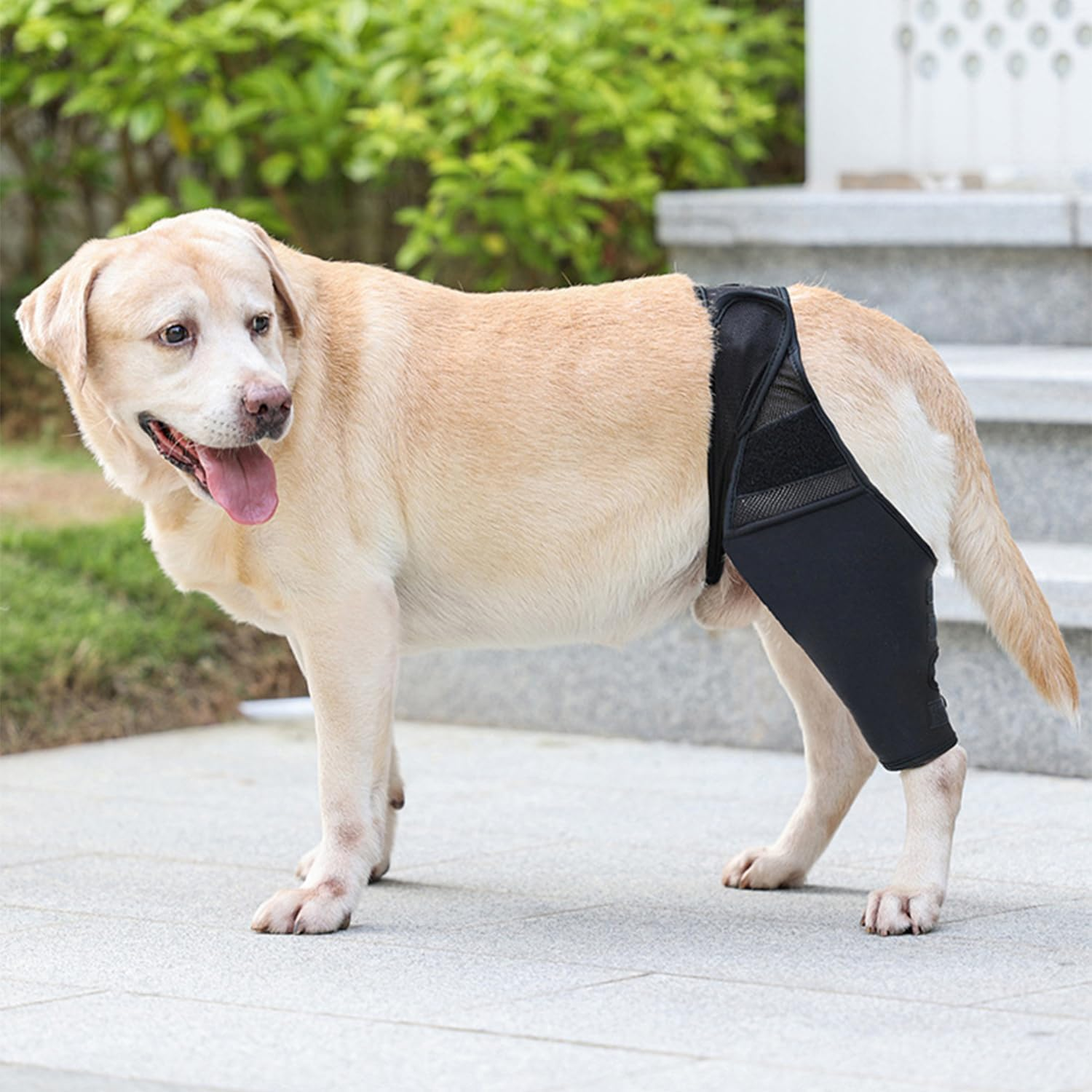 CROCHEN Dog Knee Brace after Surgery Wear and Protect Hip Thigh Wound Pet Thigh Support Protective Sleeve Leg Brace for Small Medium Large Dog (Black,Large) image number 1