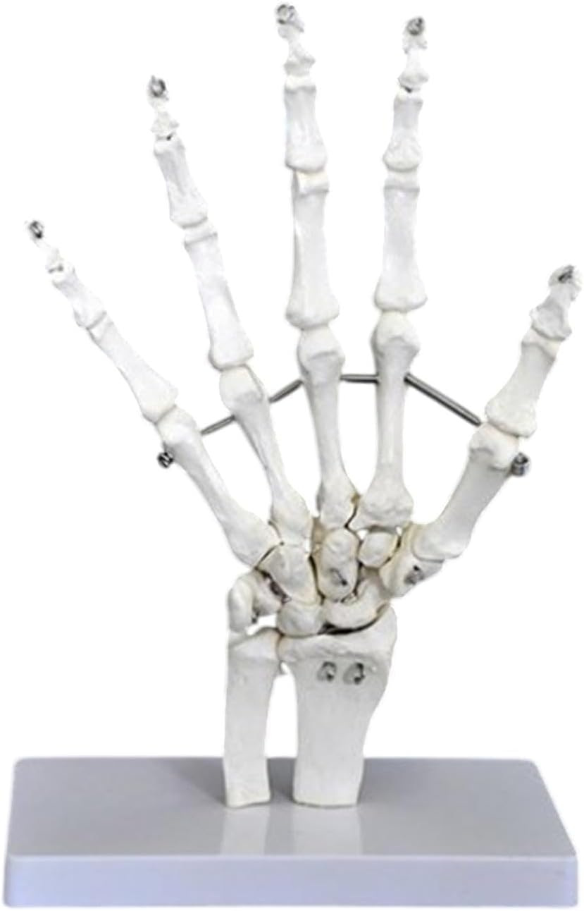 Eigell Human Joint Model for Educational Purposes, Medical Display Tool, Skeleton Structure for Science Learning, Hand image number 3