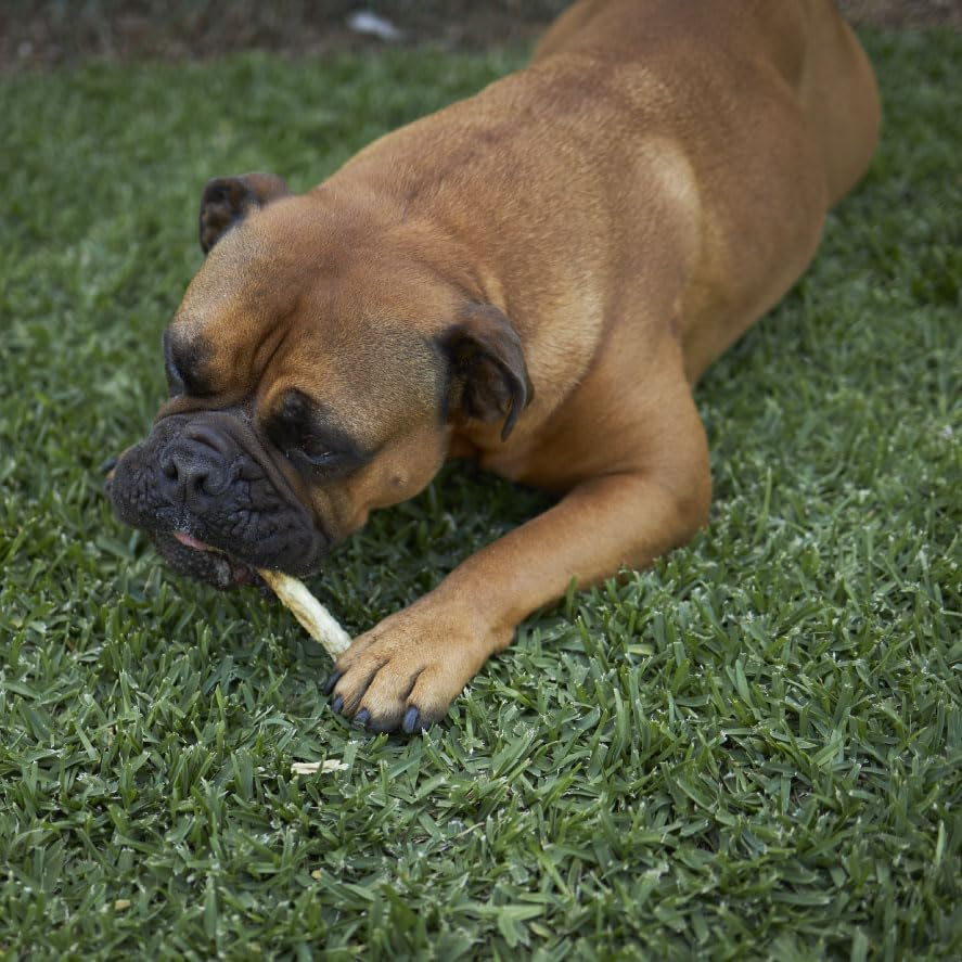 Kazoo Prime Cuts Beef Bully Sticks - 1Pc - 30Cm image number 2