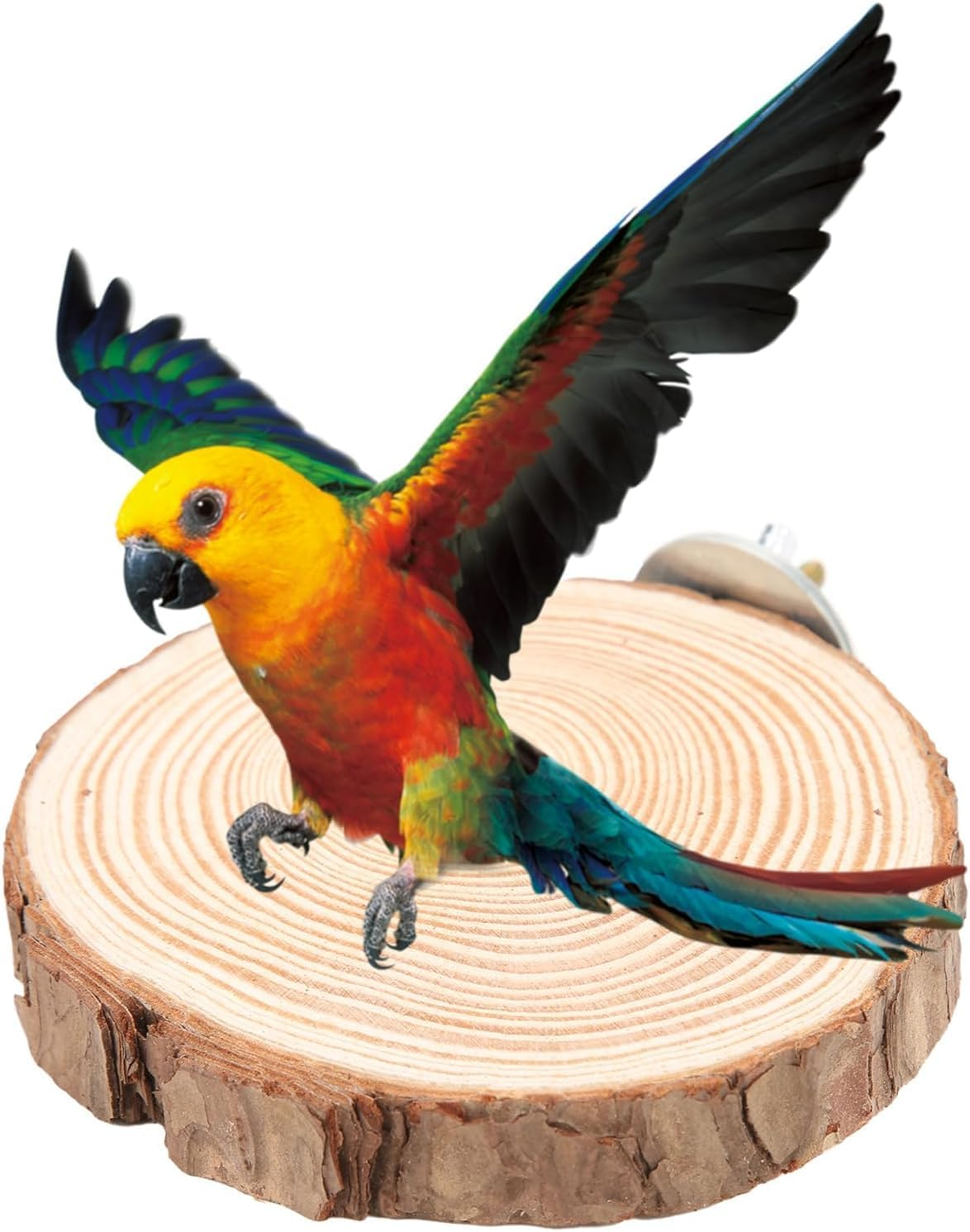 Parrot Log Pier Bird Cage Stand and Hamster Platform, 4Pcs Natural round Wooden Bird Cage Stand Platform,Round Natural Wood Stand Cage Parrot Platform image number 4