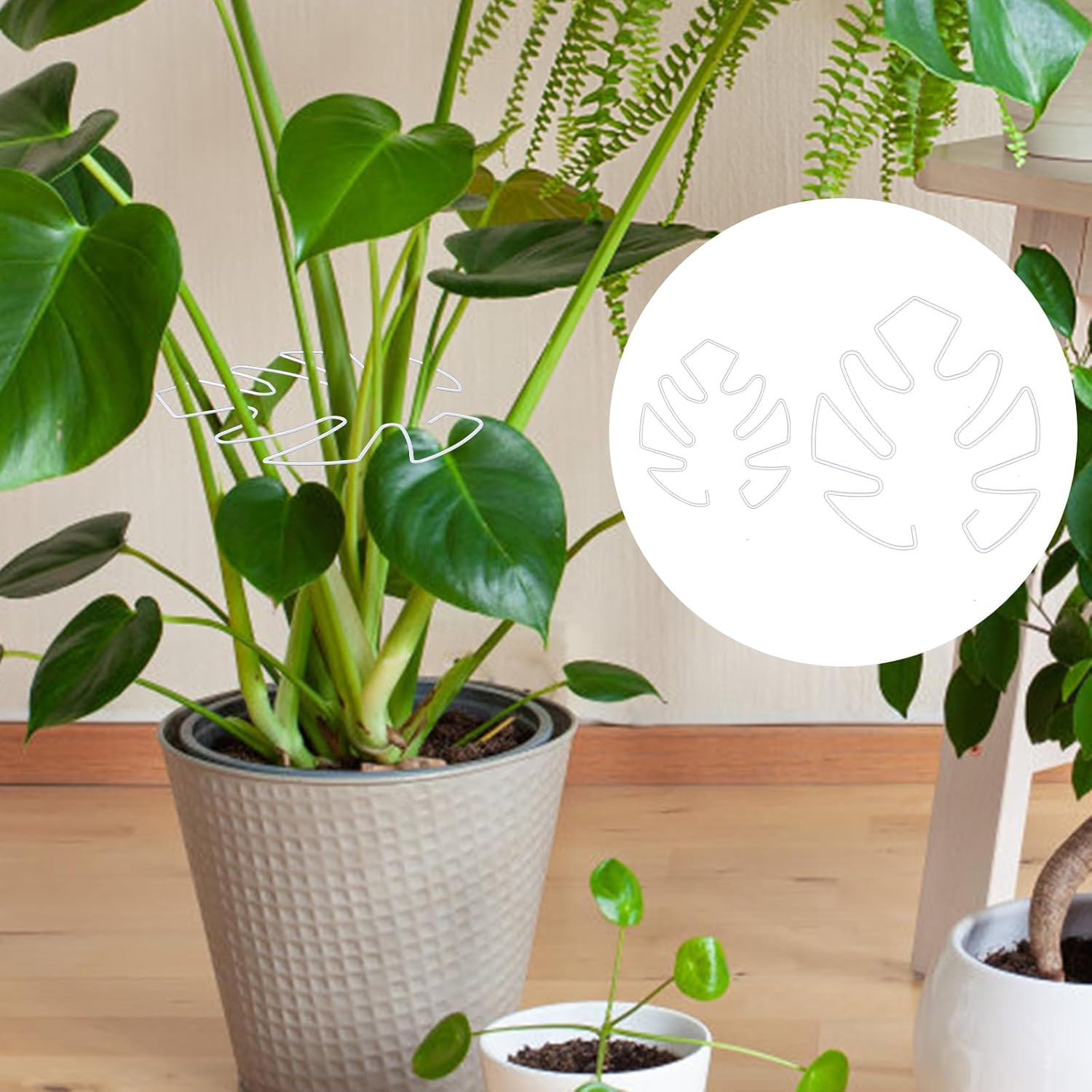 BOXOB 2Pcs Monstera Leaf Plant Support, 2 Size Climbing Plant Stem Support Hooks Ideal Monstera Stabilizer Grapple Holder Turtle Shell Clamp Set for Thriving Growth Plant(White) image number 1