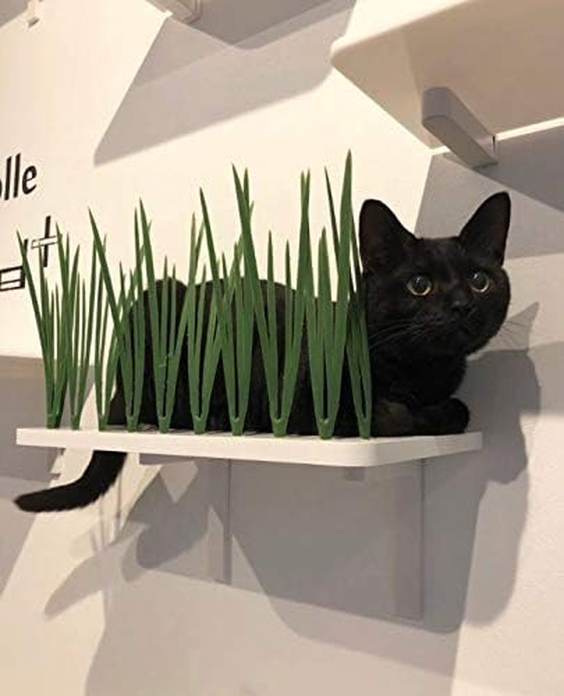 Animacole Catwalk Cat Step New Excitement for Hiding and Seek Made in Japan