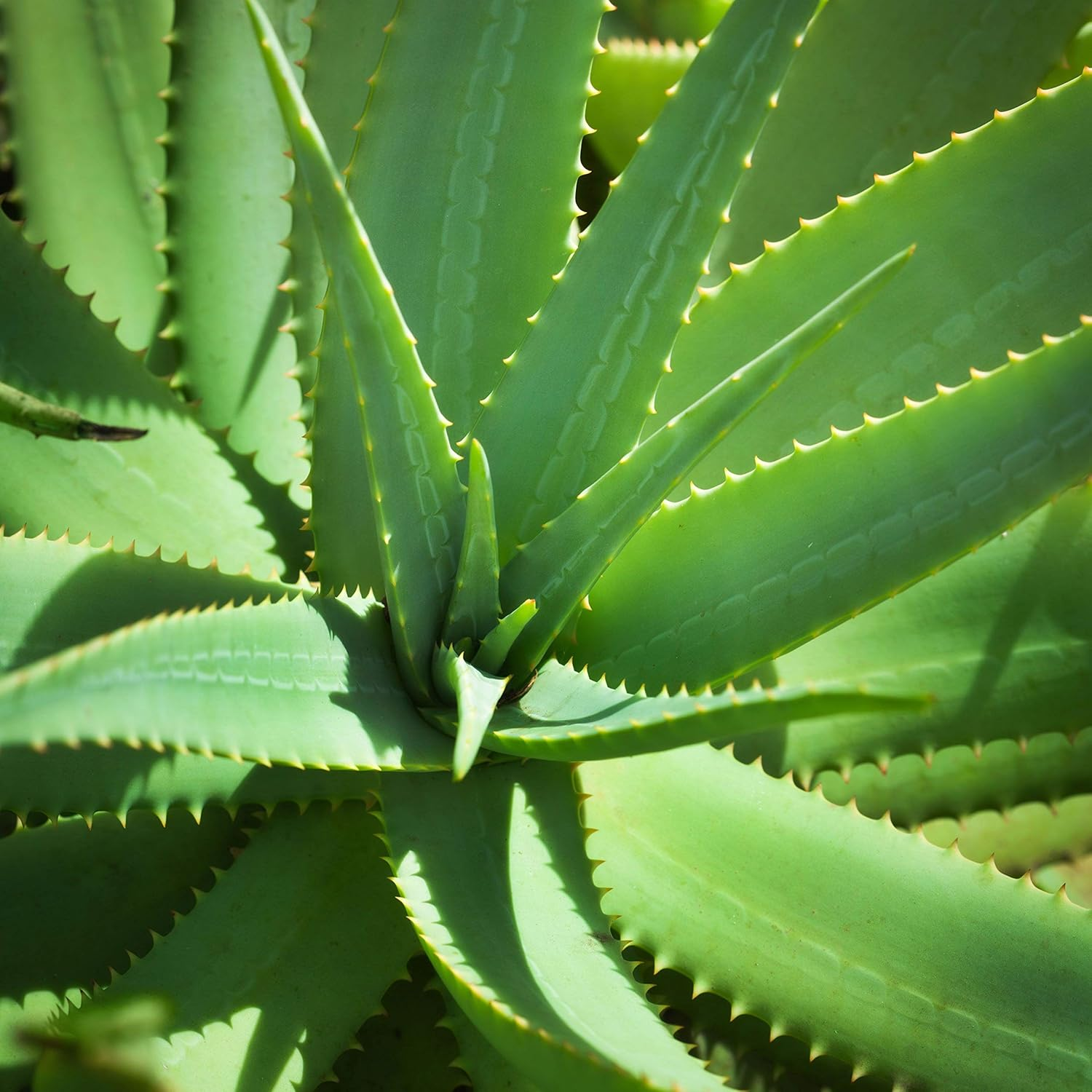 Humphreys Nourish Witch Hazel + Aloe Alcohol-Free Toner, Clear, 8 Oz image number 6