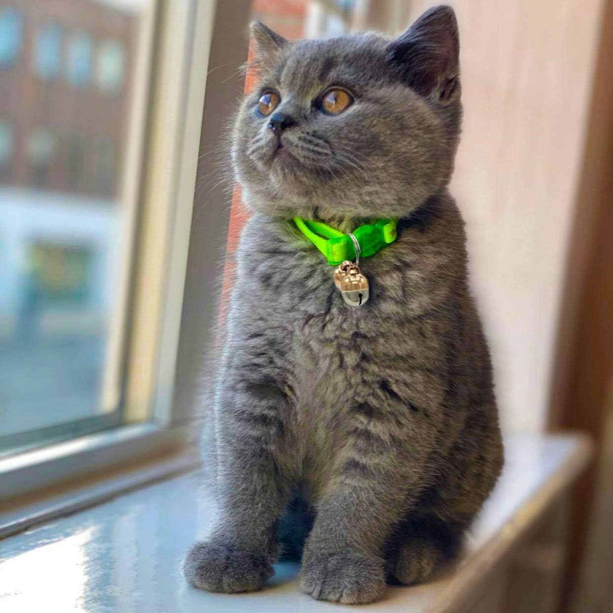 Hound & Yard Extra Loud Pair of Cat Dog Collar Bells Charm