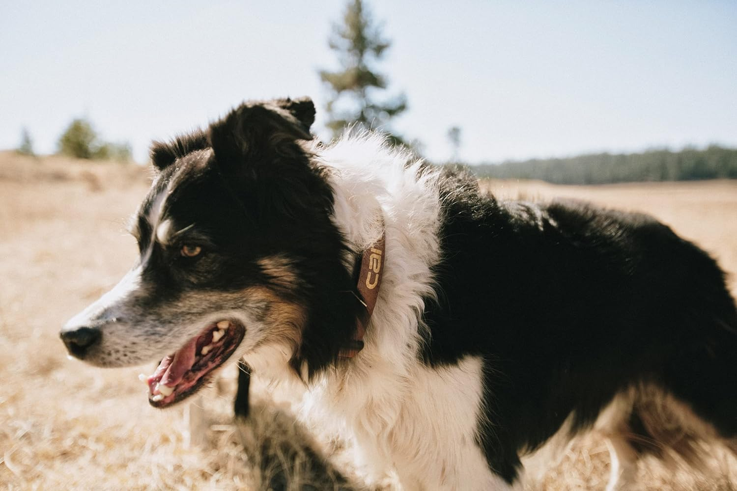 Carhartt Pet Durable Nylon Duck Leashes for Dogs, Reflective Stitching for Visibility, Deep Wine, Large image number 1