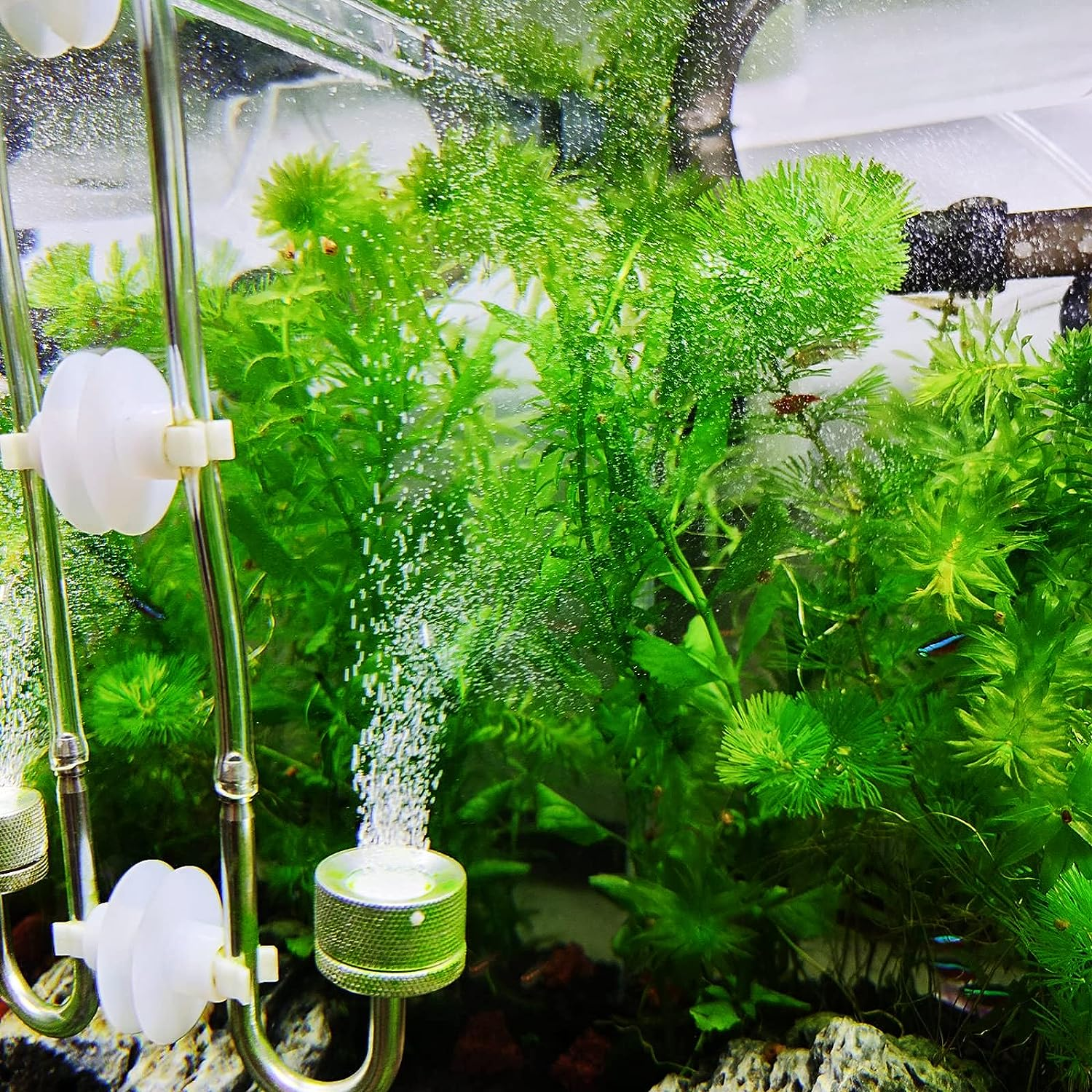 Boao 32.8 Ft Aquarium CO2 Proof Tubing Clear Airline Tubing Aquarium Air Tubing 5/16 Inch with 12 Pcs Suction Cups Aquarium Air Pump Accessories for Fish Tank